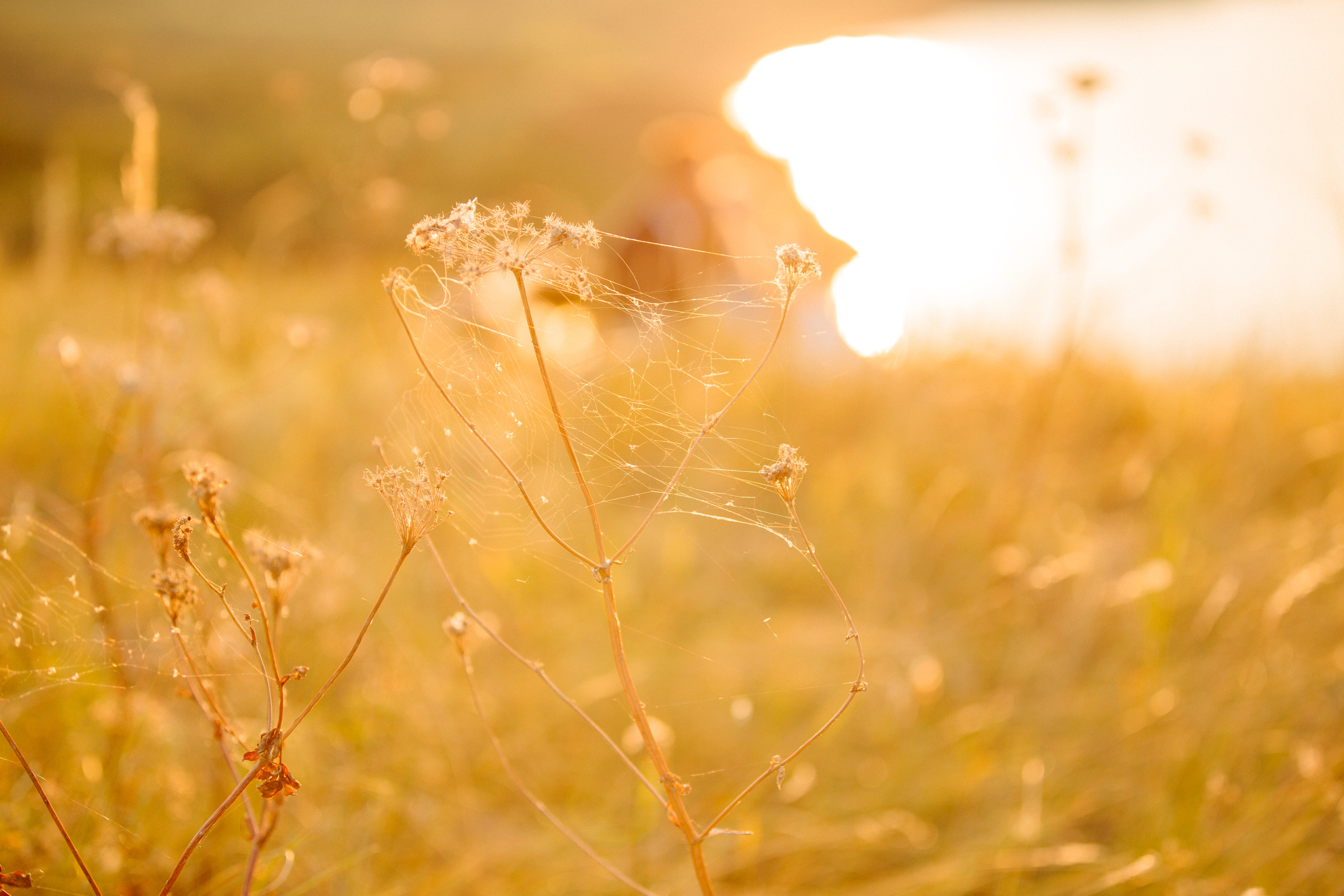 Саша и Алина. Свадебный и семейный фотограф в городах Уфа и Стерлитамак