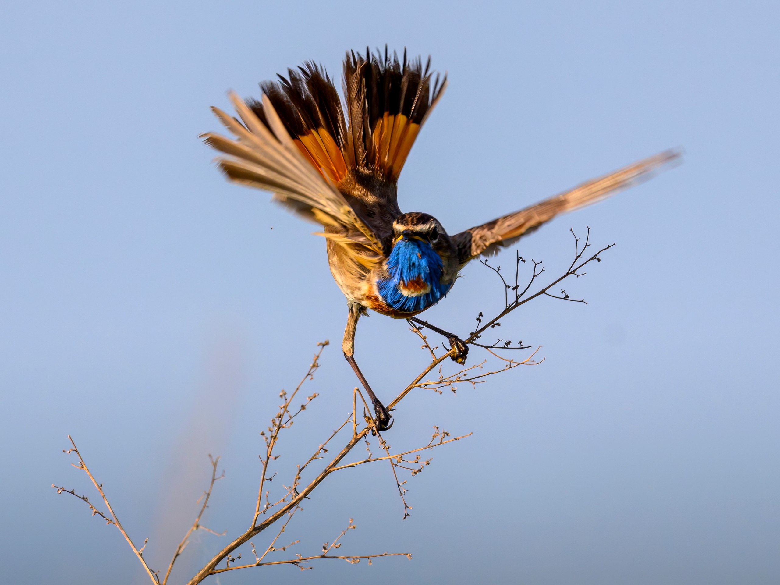Охота совы. Фотограф Сергей Пупонин
