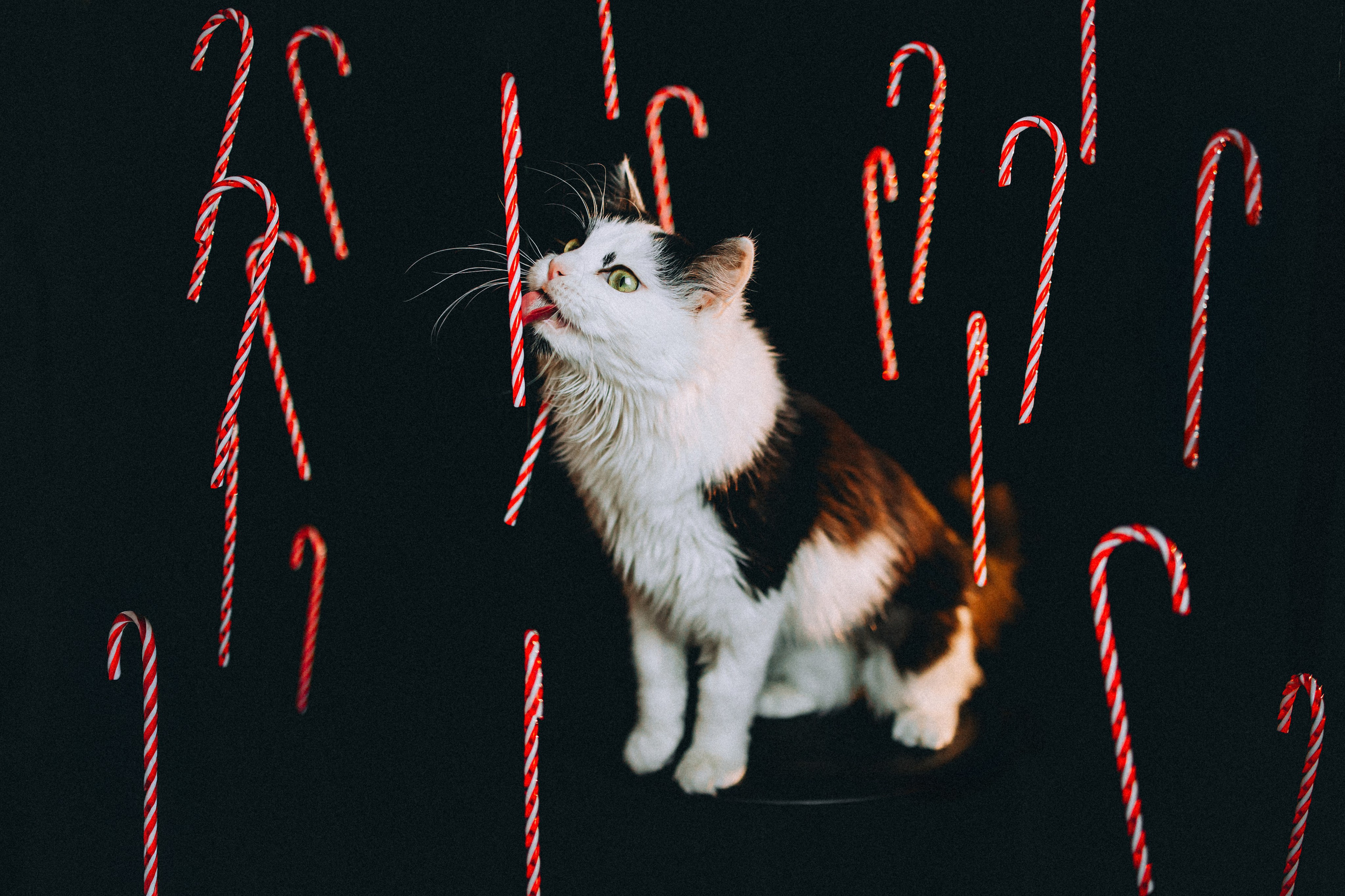 Джек, Бет и Кову