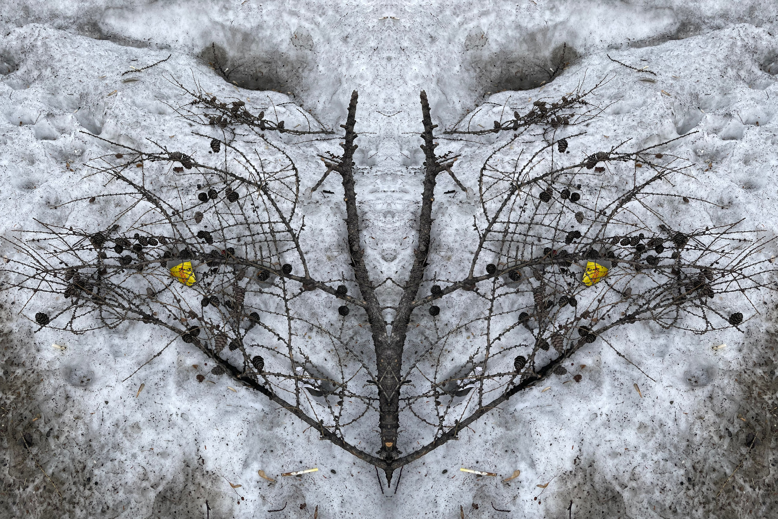 Urban flowers. Арт — фотограф Евгений Наймушин Новокузнецк