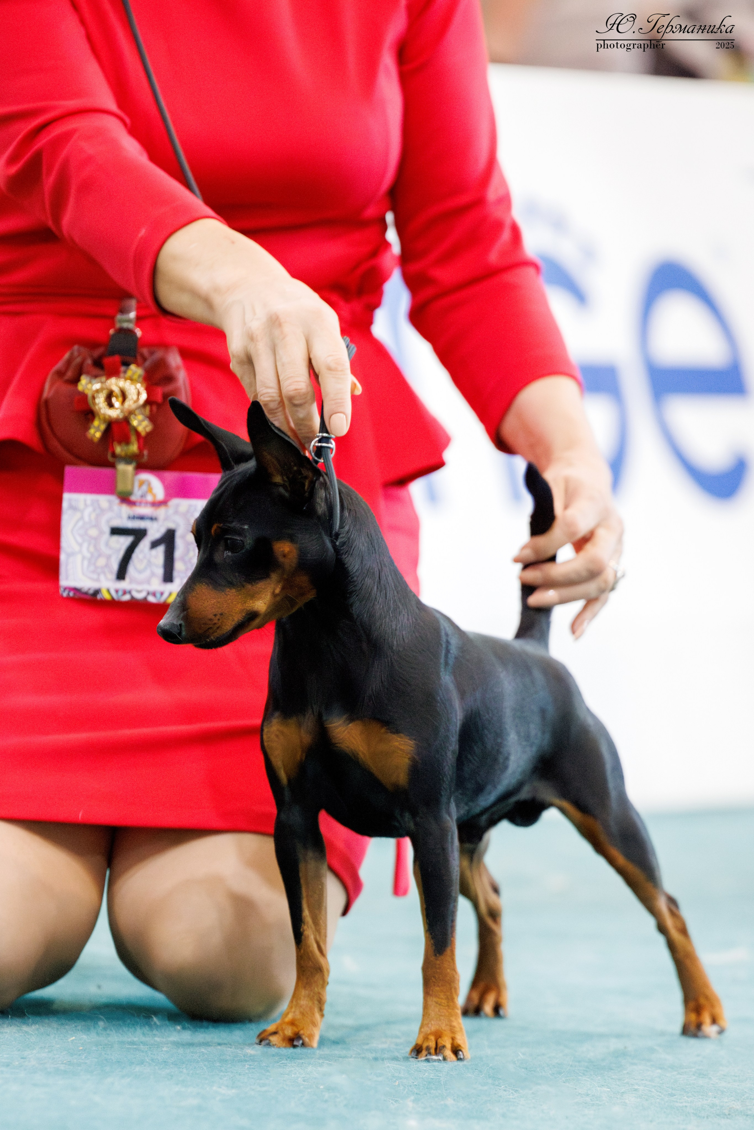 Ереван 2х CACIB 29-30.04.2025. Фотограф-анималист Юлия Германика