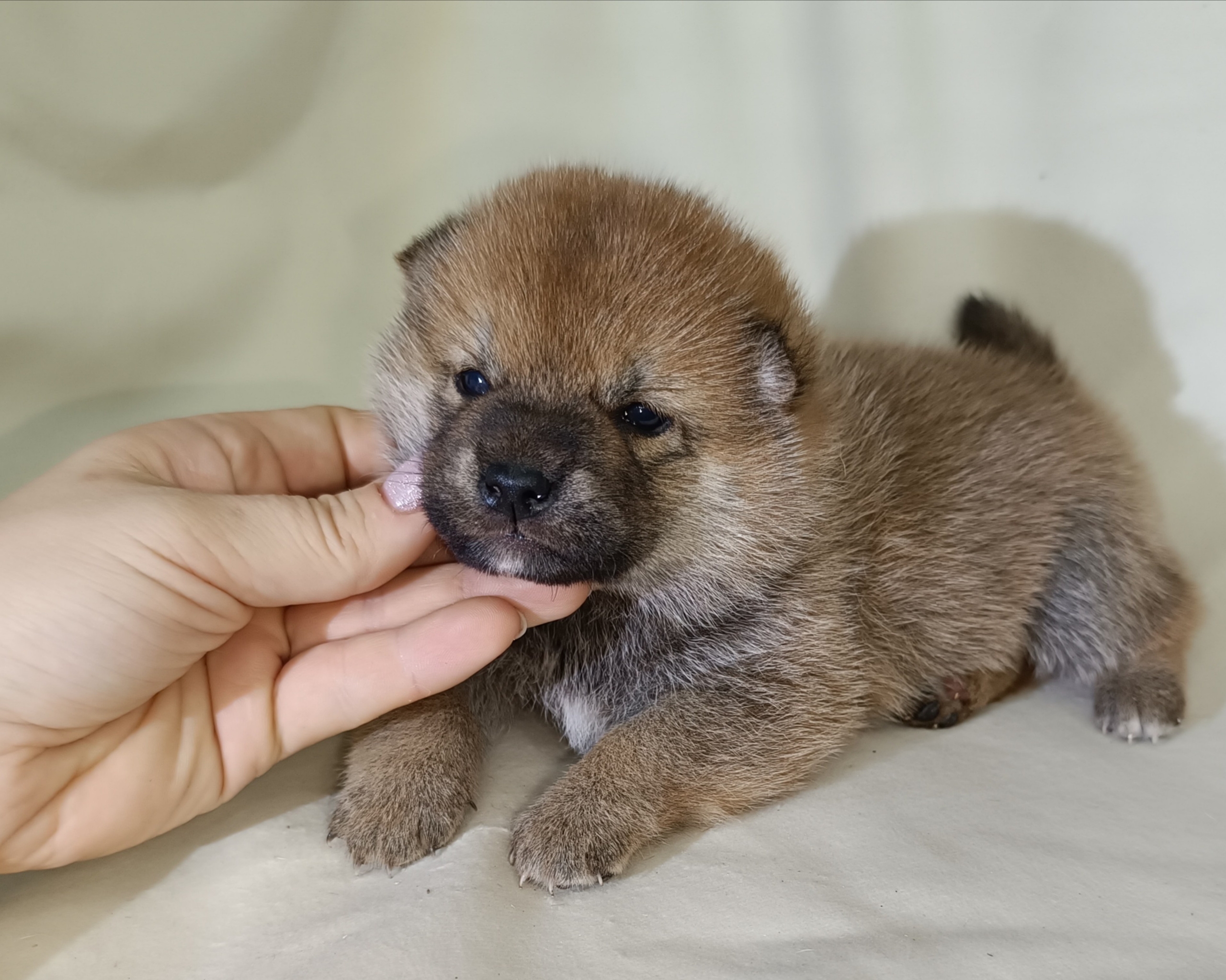 сиба питомник Рубилайт щенки на продажу rubylight  сиба щенки купить СПб Санкт-Петербург 