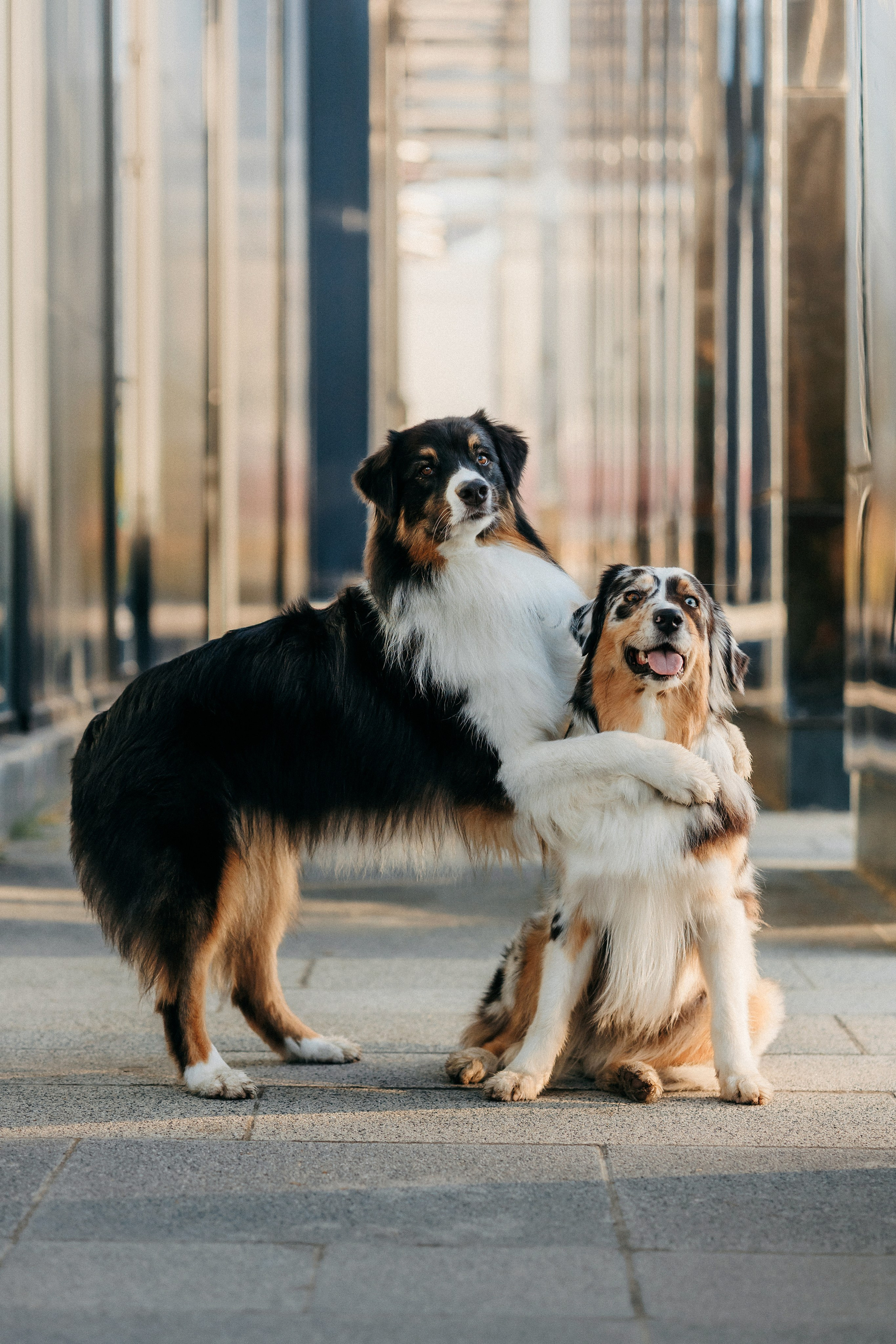 Аня, Чарли и Ева. Фотограф-анималист Елена Радченко, Москва