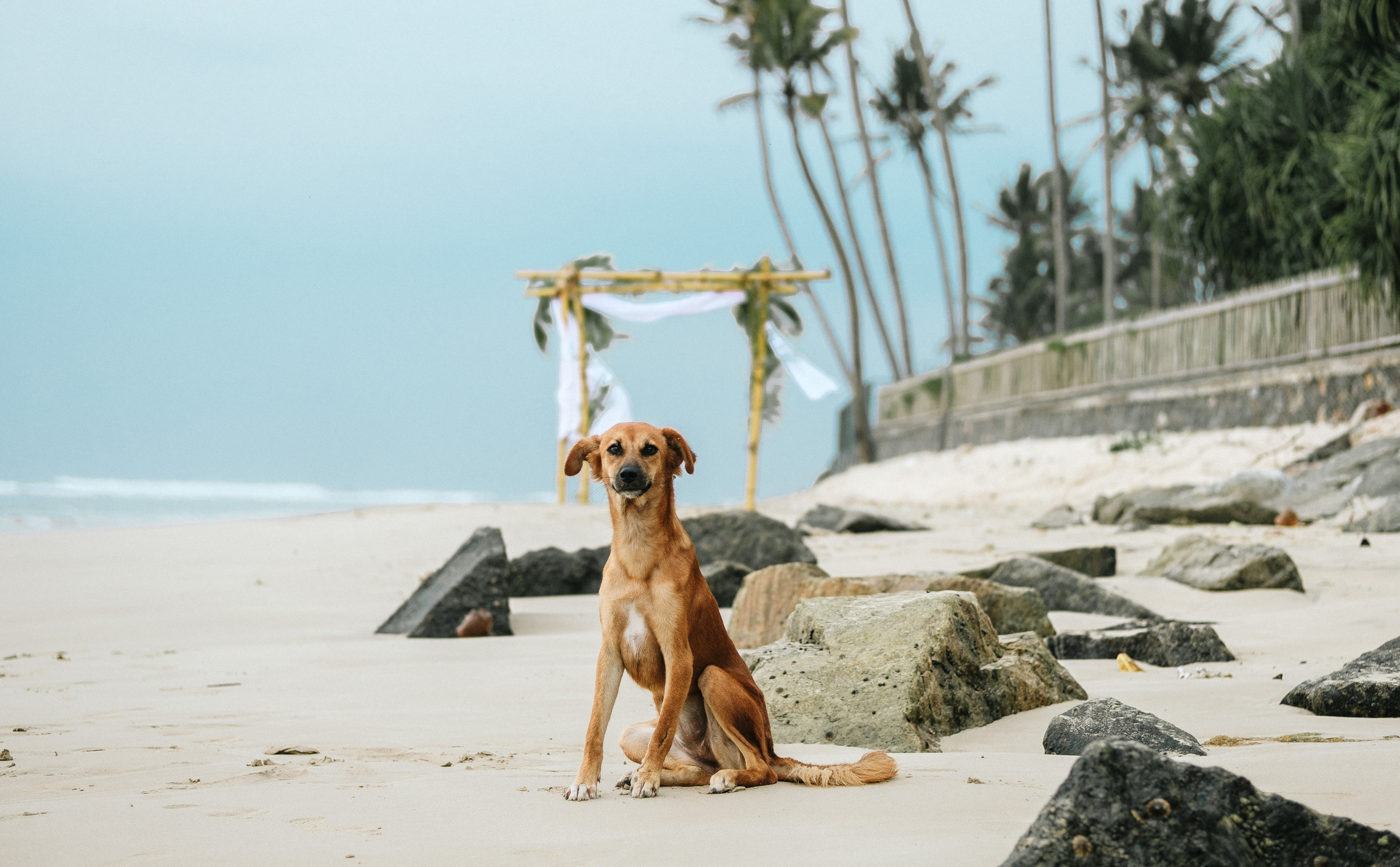 Sri Lanka|Jenya&Yulya. Photographer Cyprus