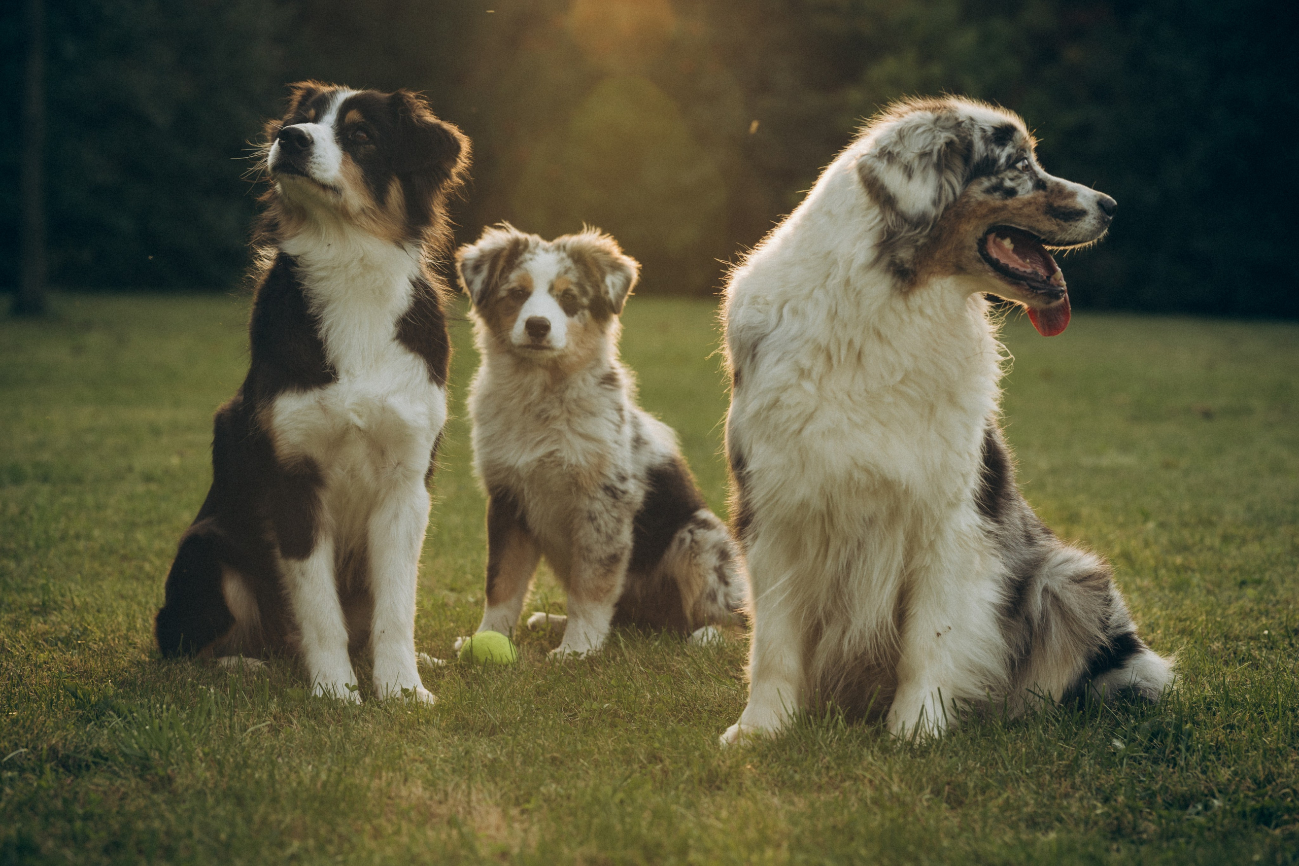 Катя и ее стая. Татьяна Афонина | Фотограф