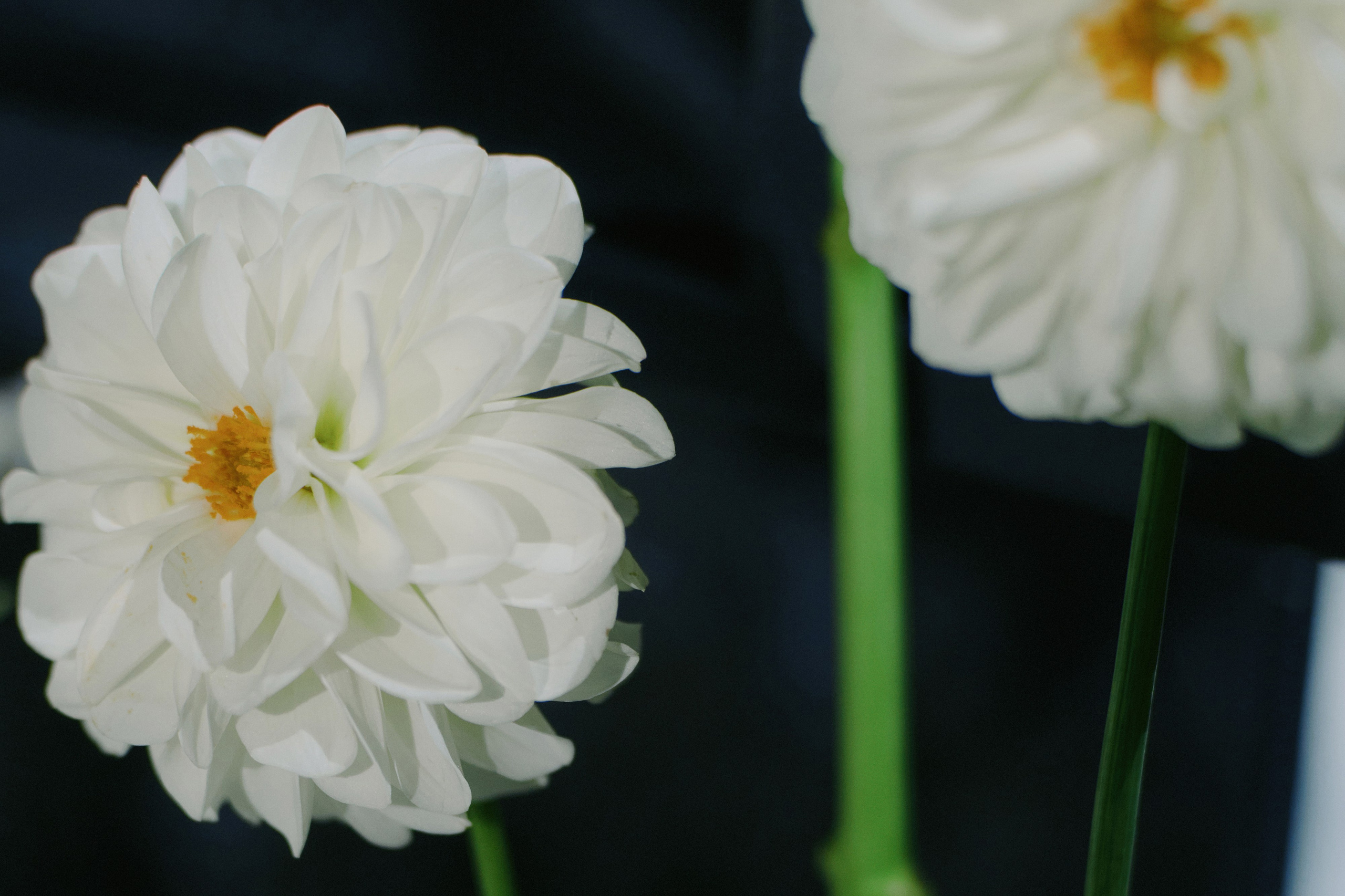 Your love is all I need in my world. Свадебный фотограф в Ростовe-на-Дону Анастасия Прутова