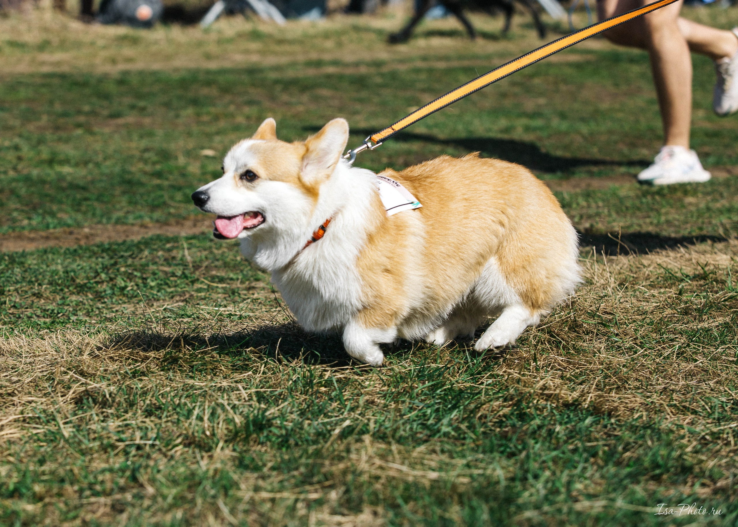 Кросс «Быстрый пёс» 2025. Репортажный фотограф в Москве