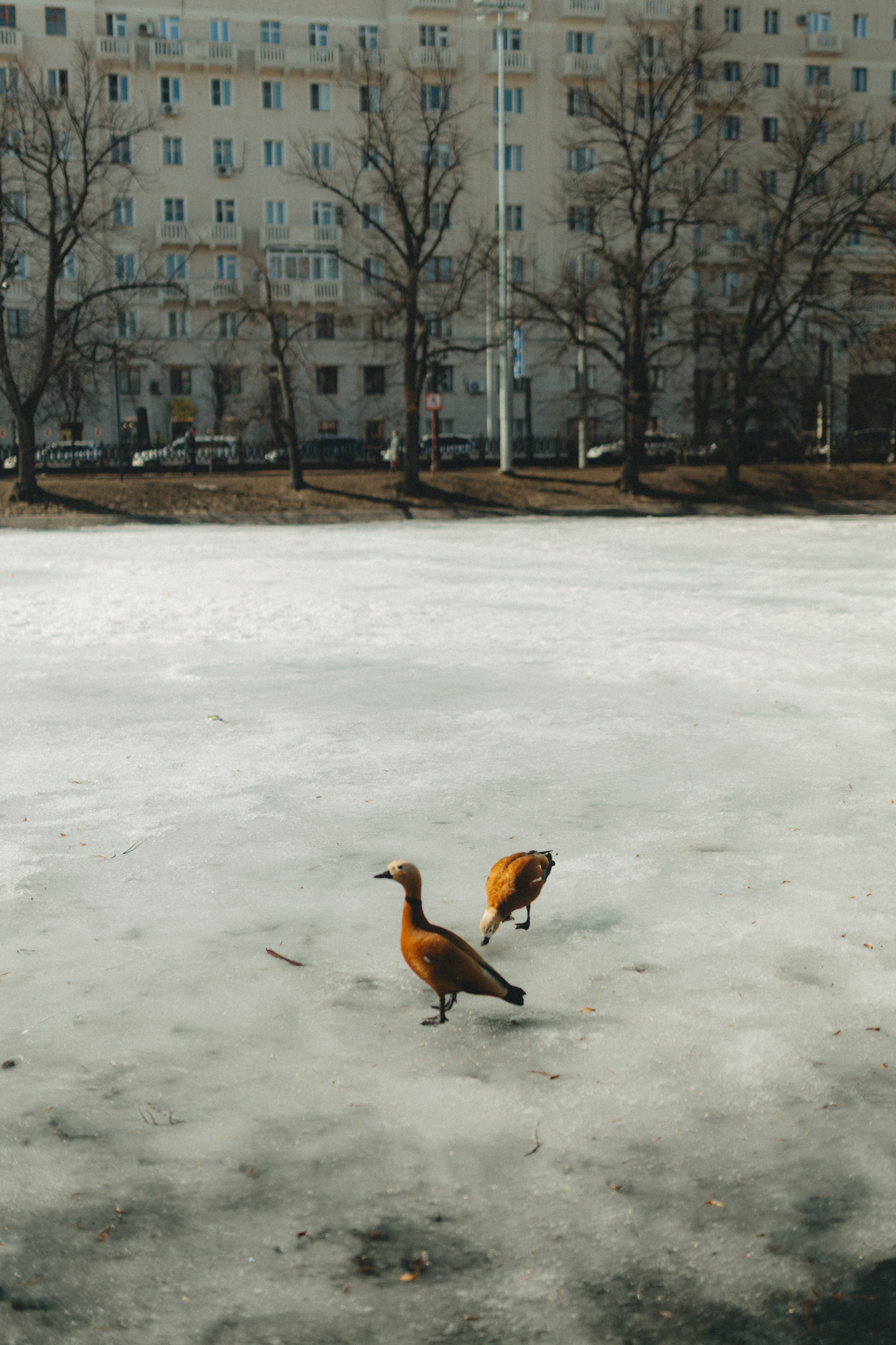 Екатерина & Виктор. Фотограф НОГИНСК, Москва, Анастасия Белая