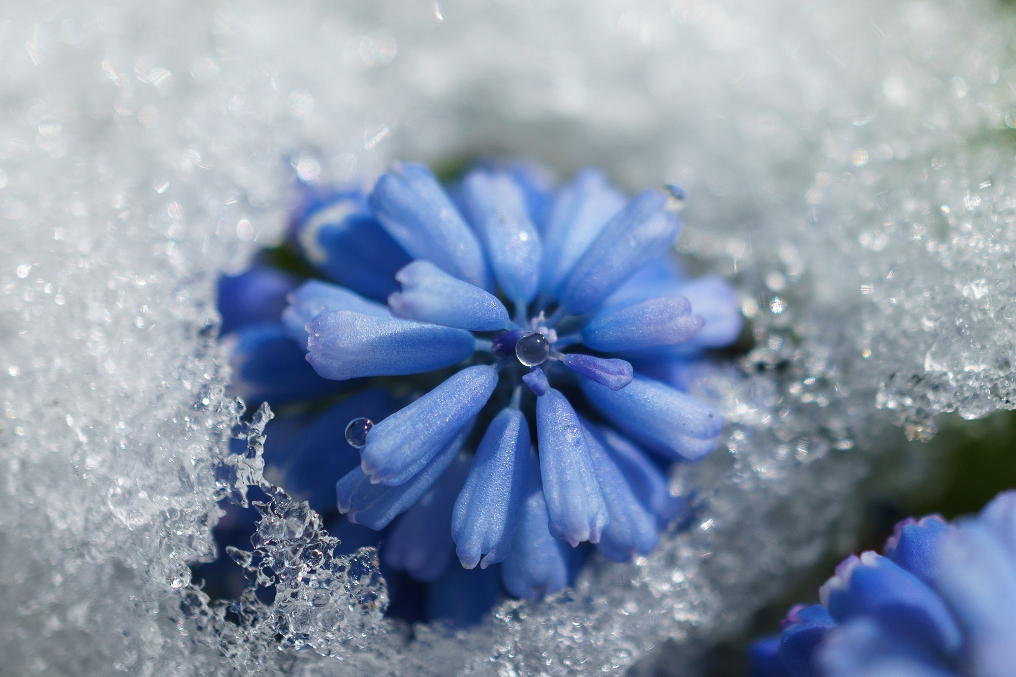 Цветы. Ваш личный фотограф Марина Волкова