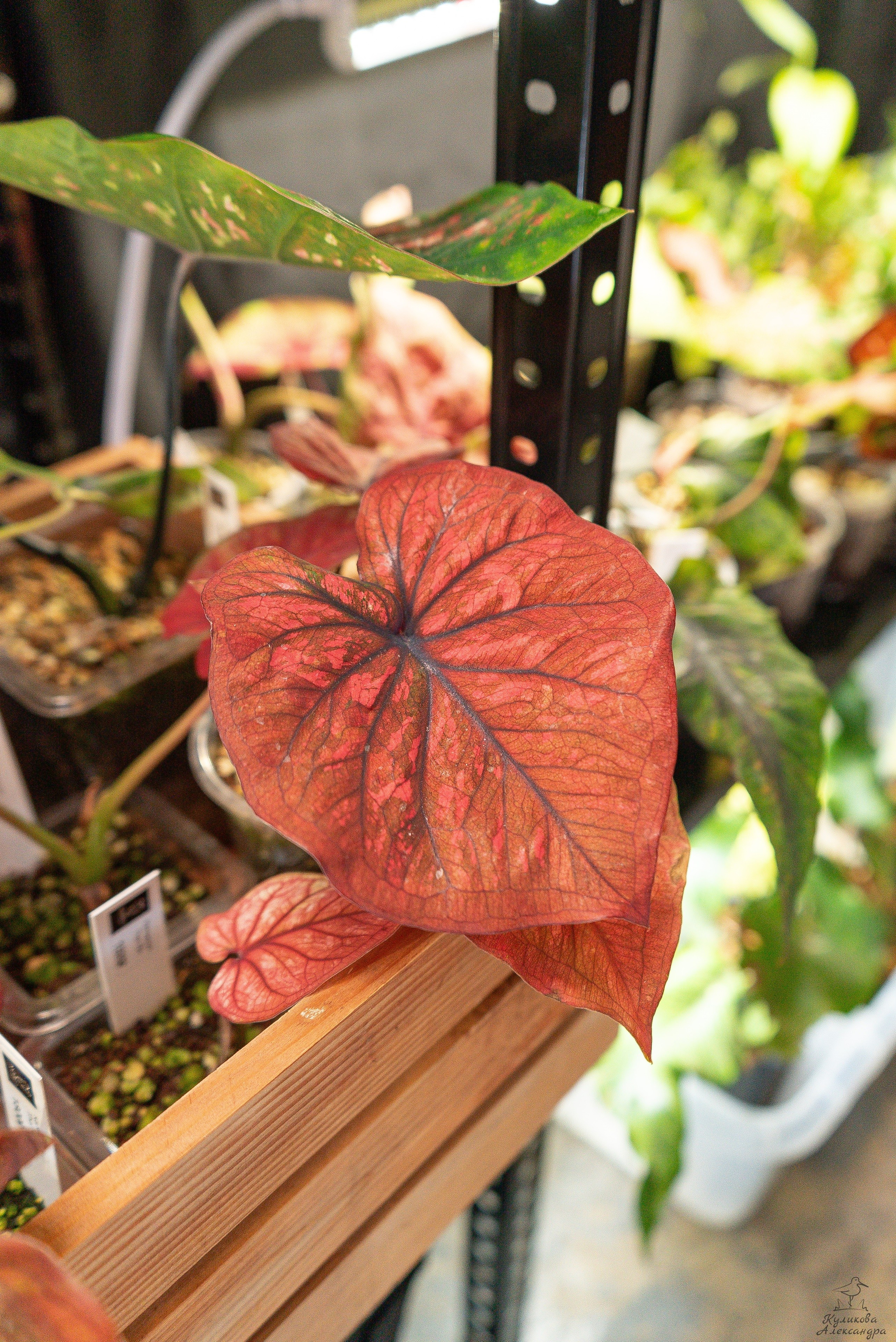 Гроубокс Артплей апрель. Александра Куликова фотограф, Москва