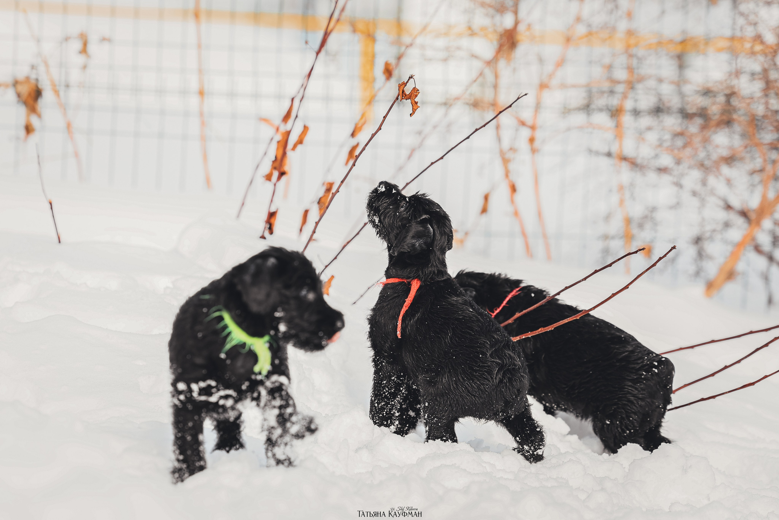 Ризеншнауцер, щенки ризеншнауцера, купить ризеншнауцера, купить щенка, ризеншнауцер Новосибирск, фотосъемка щенков, фотосессия собак, заказать фотосессию, фотографии щенков, сфотографировать щенка, фотограф Анималист, фотограф собак Новосибирск, фотограф анималист Новосибирск