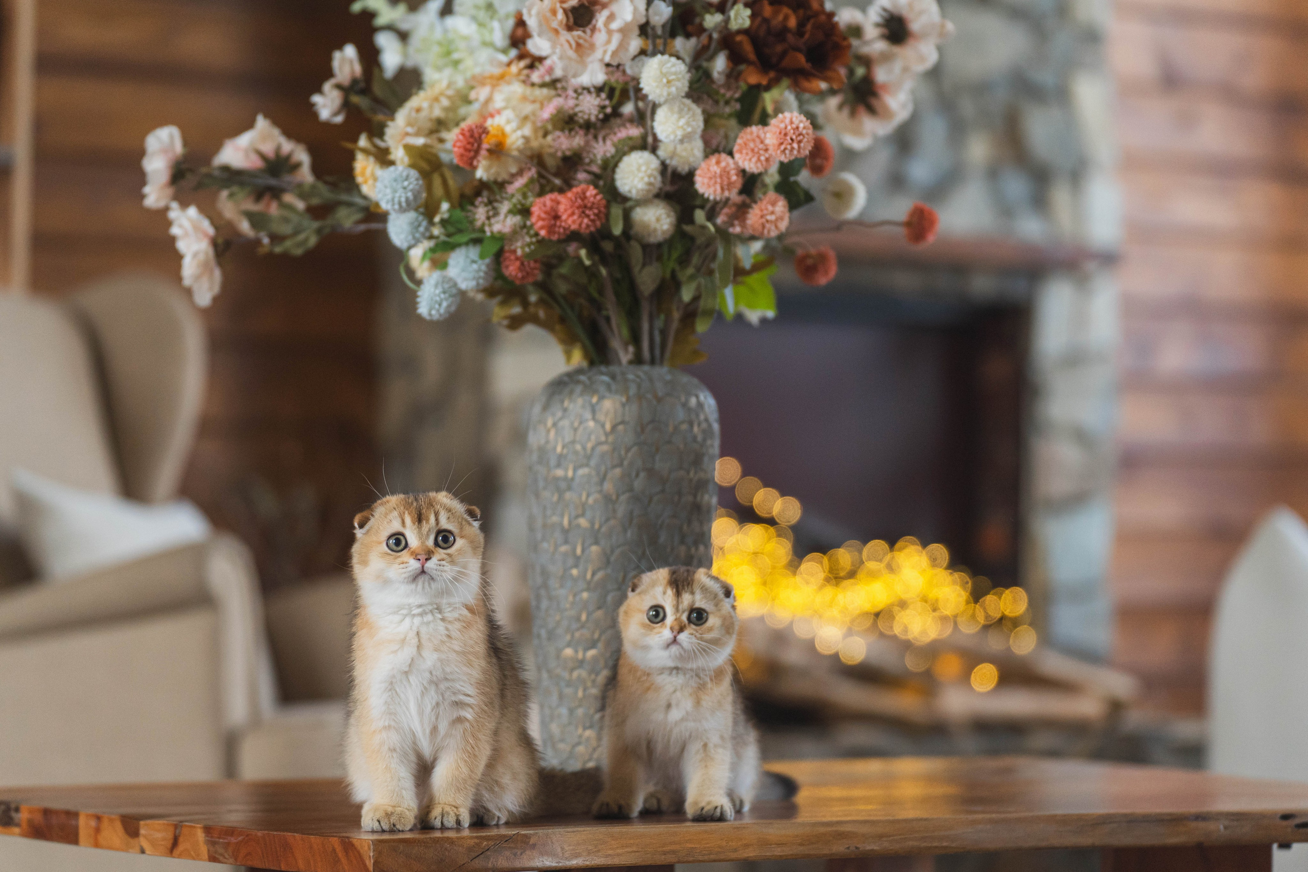 Питомник Шотландских кошек. Фотограф в Москве Ленарская Дарья