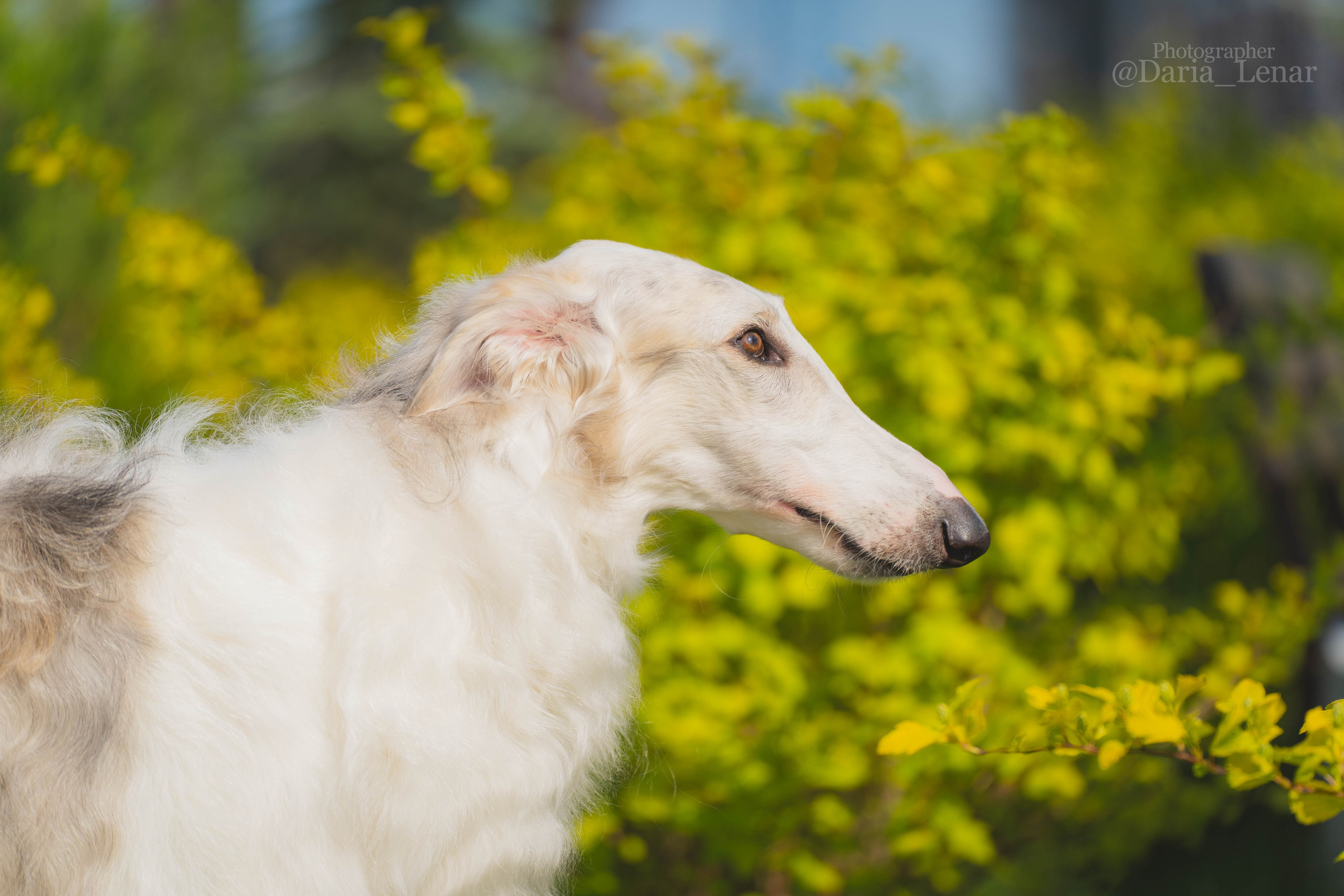 Выставки собак. Фотограф в Москве Ленарская Дарья