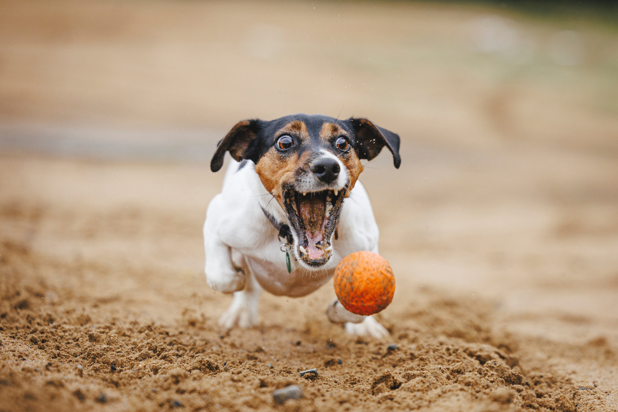 Ания и Ярик. Фотограф-анималист Анна Маринич
