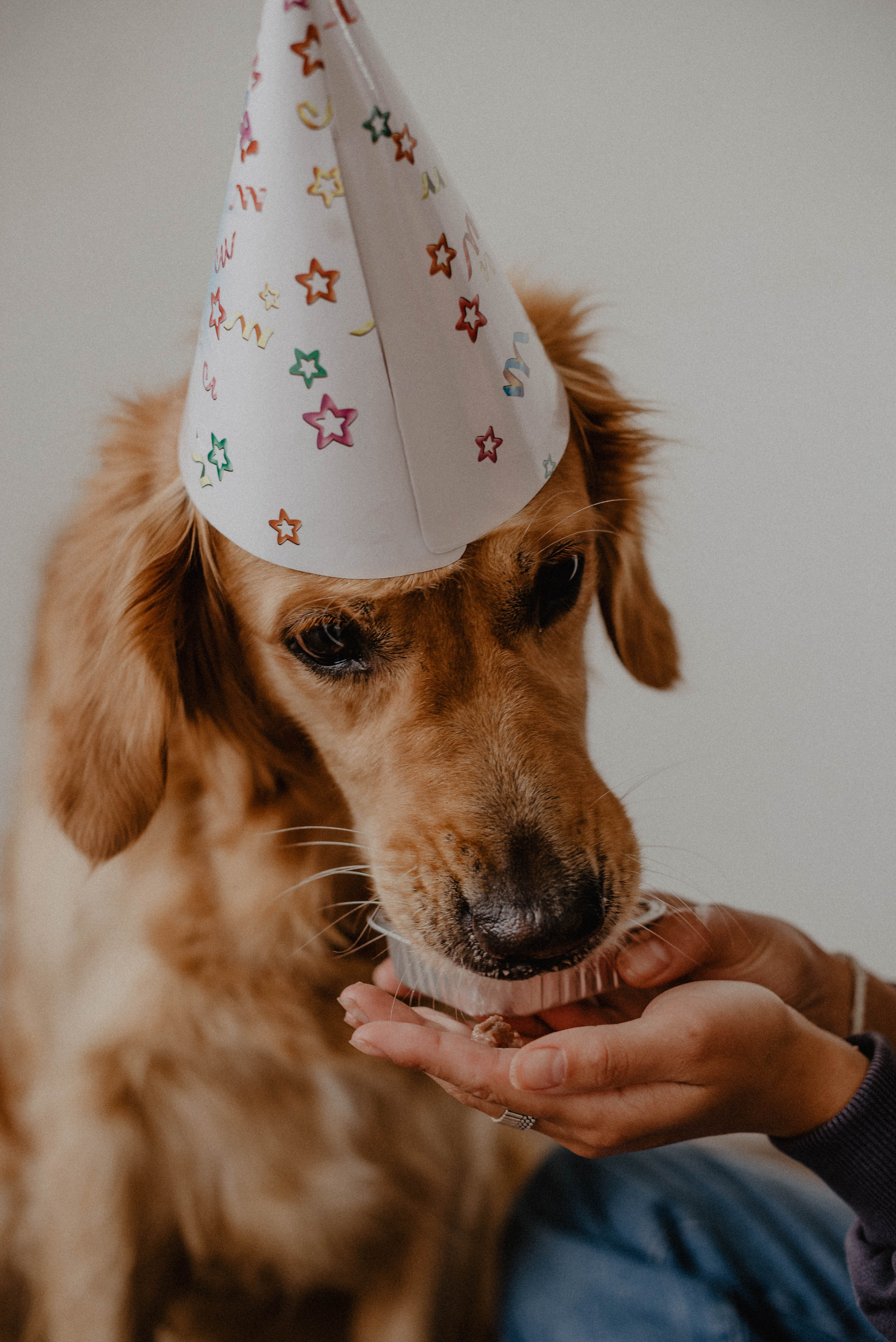 Юля и Тофу🐶❤️. Свадебный фотограф Оля Григунова