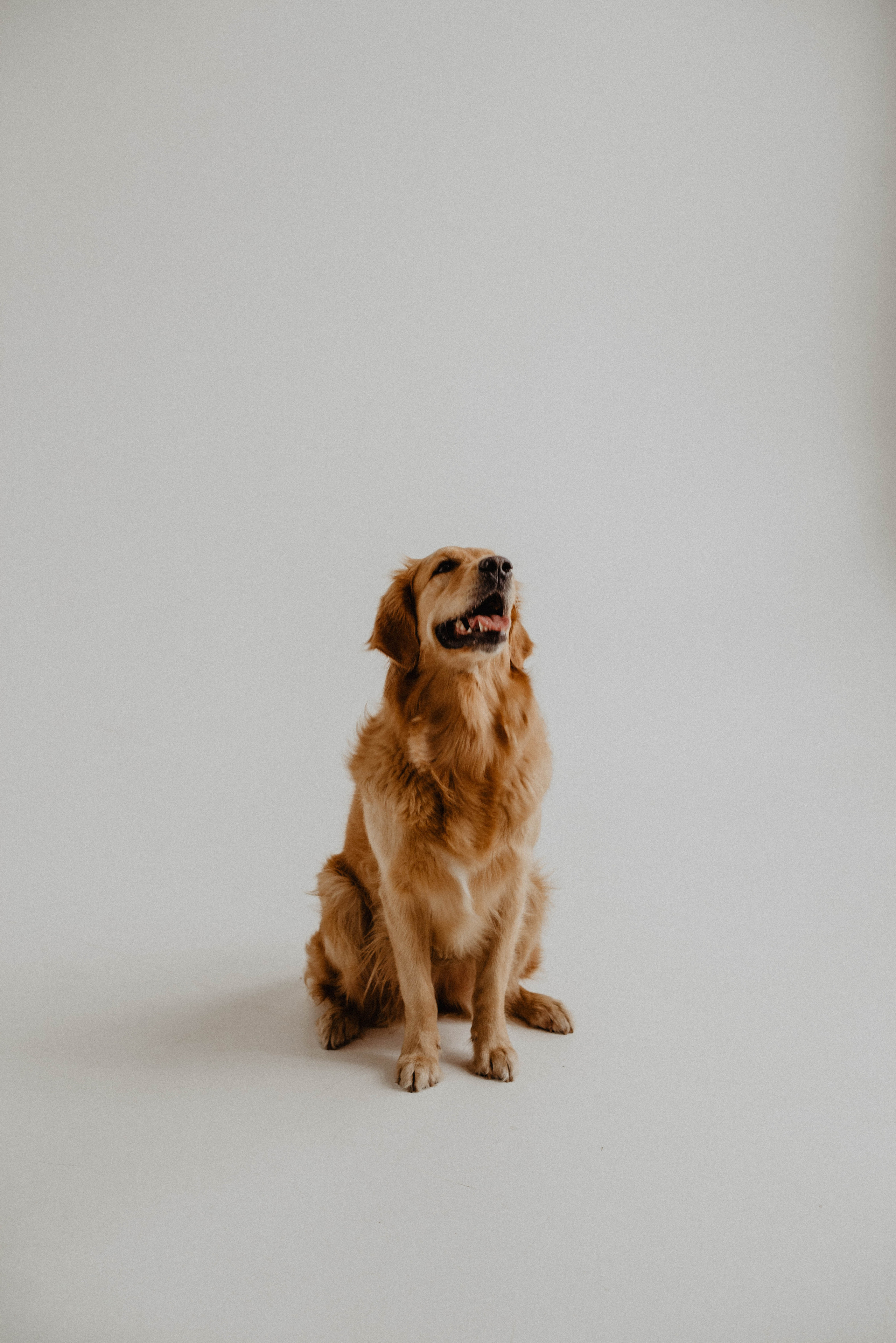 Юля и Тофу🐶❤️. Свадебный фотограф Оля Григунова