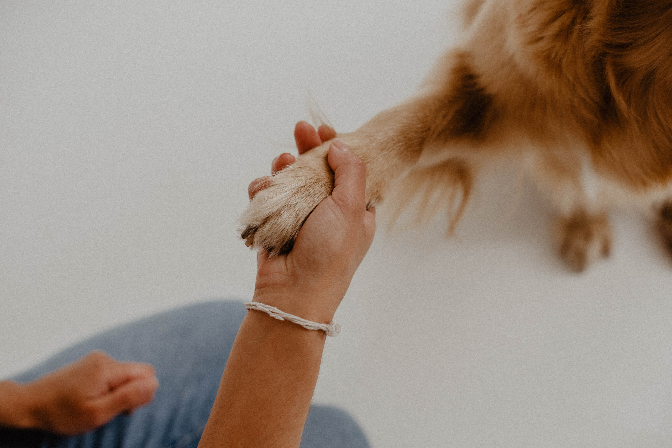 Юля и Тофу🐶❤️. Свадебный фотограф Оля Григунова