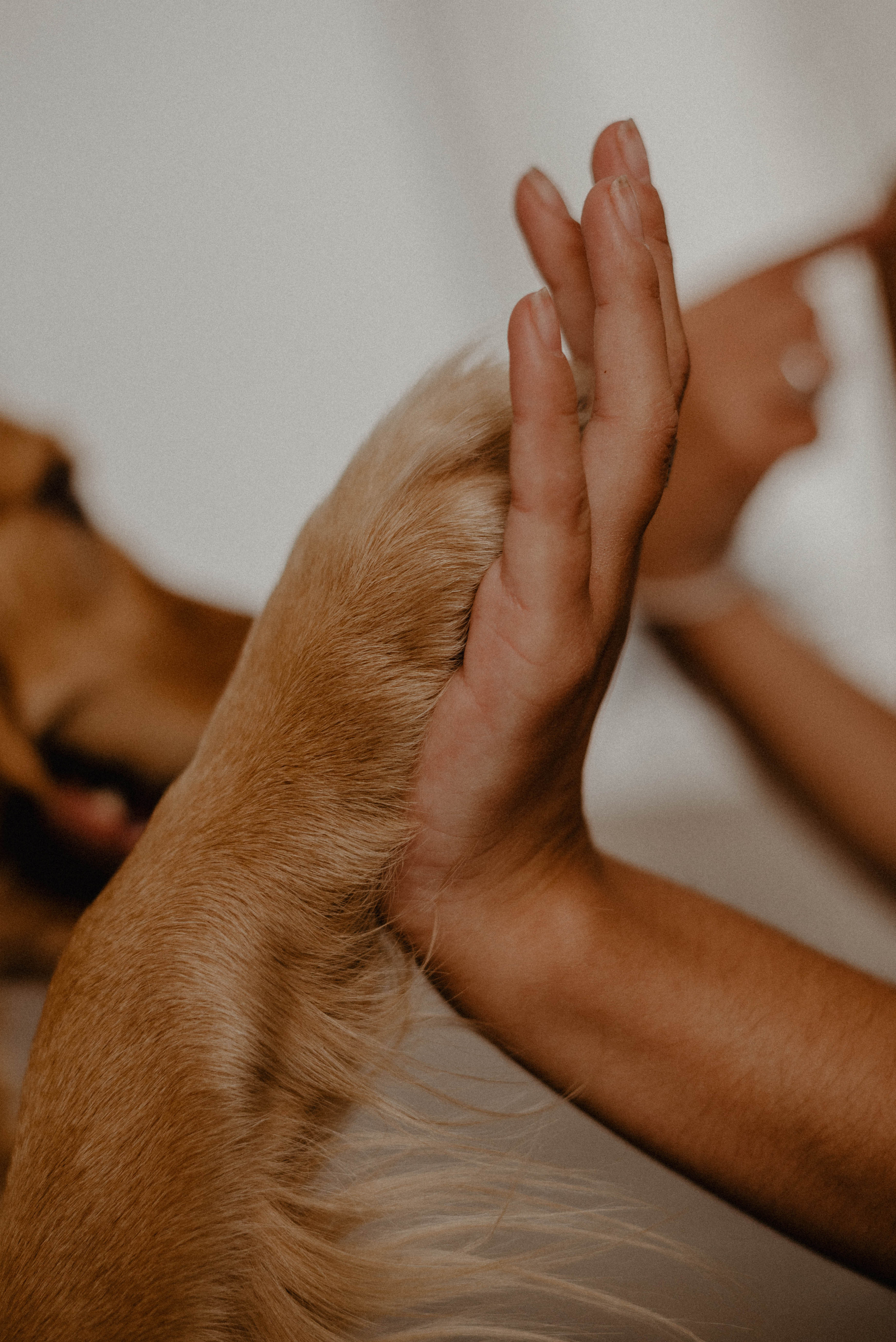 Юля и Тофу🐶❤️. Свадебный фотограф Оля Григунова