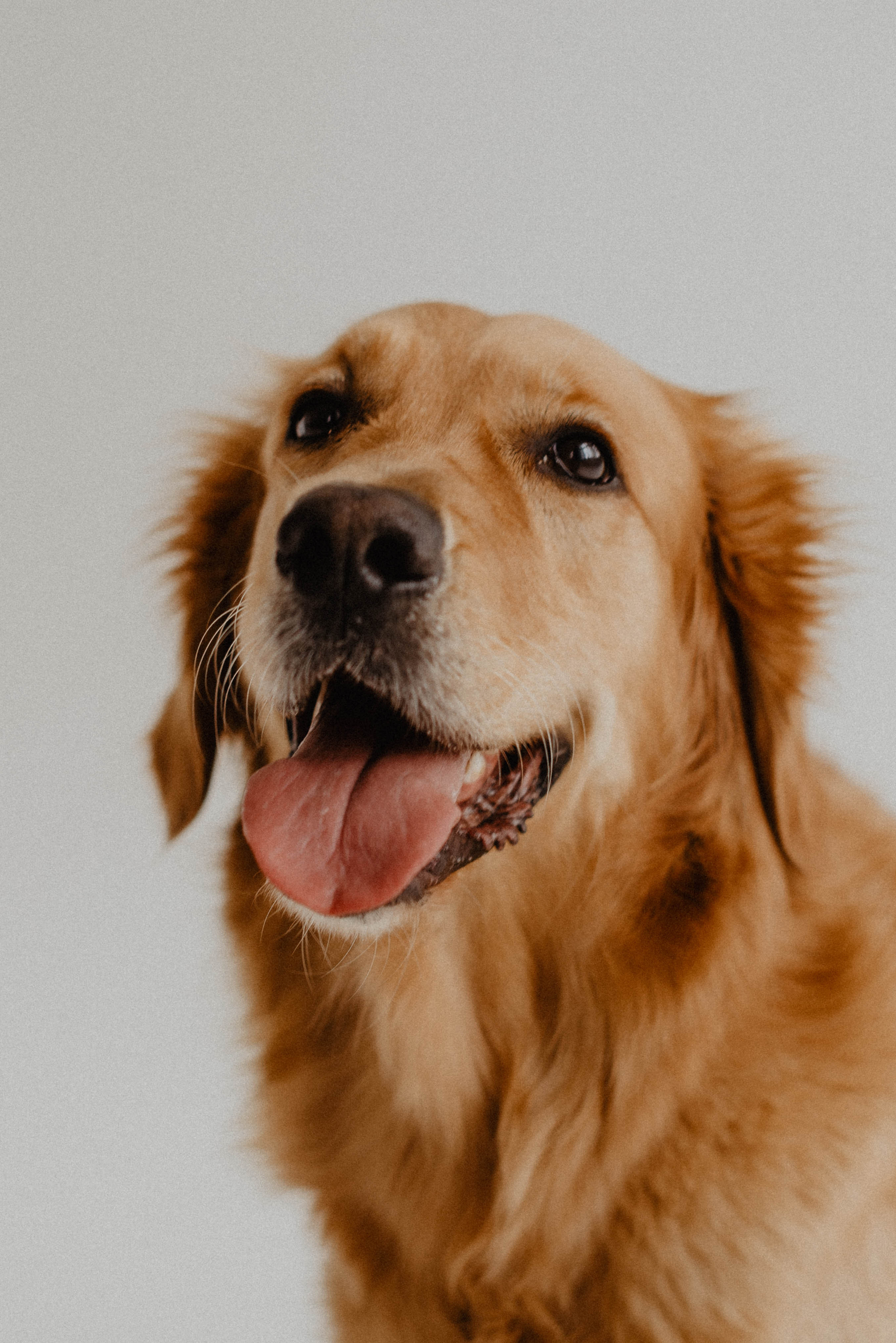 Юля и Тофу🐶❤️. Свадебный фотограф Оля Григунова