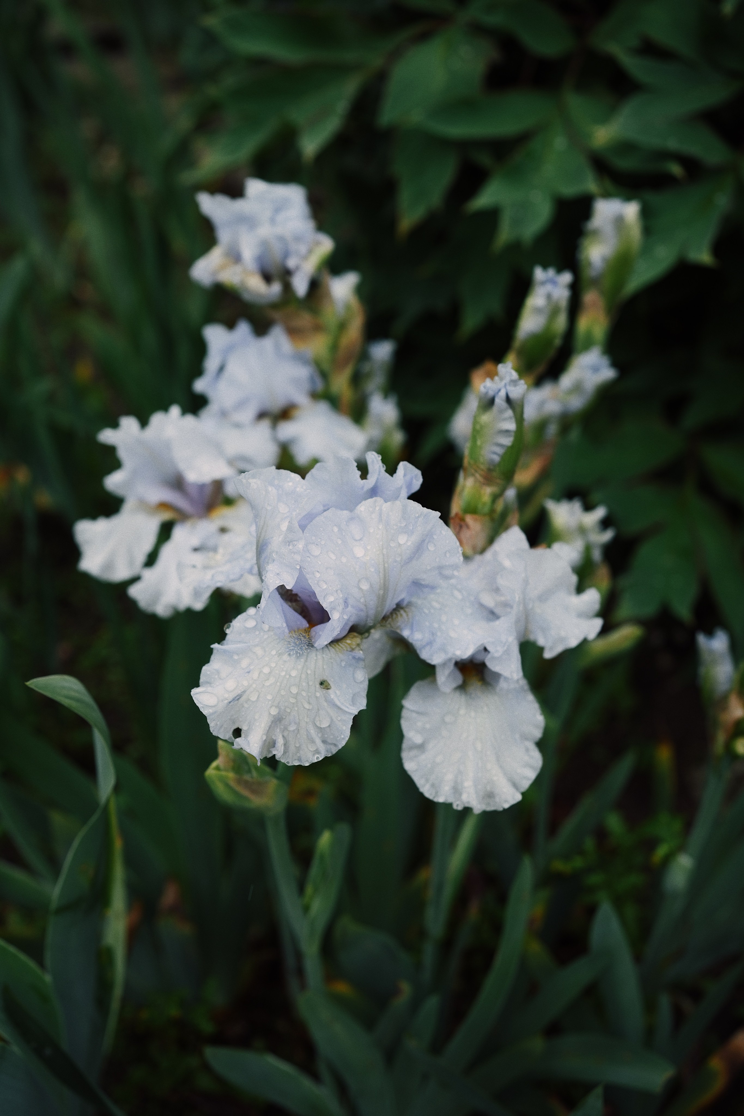 Botanical garden cards. Ксения Копна. Фотограф из Санкт-Петербурга