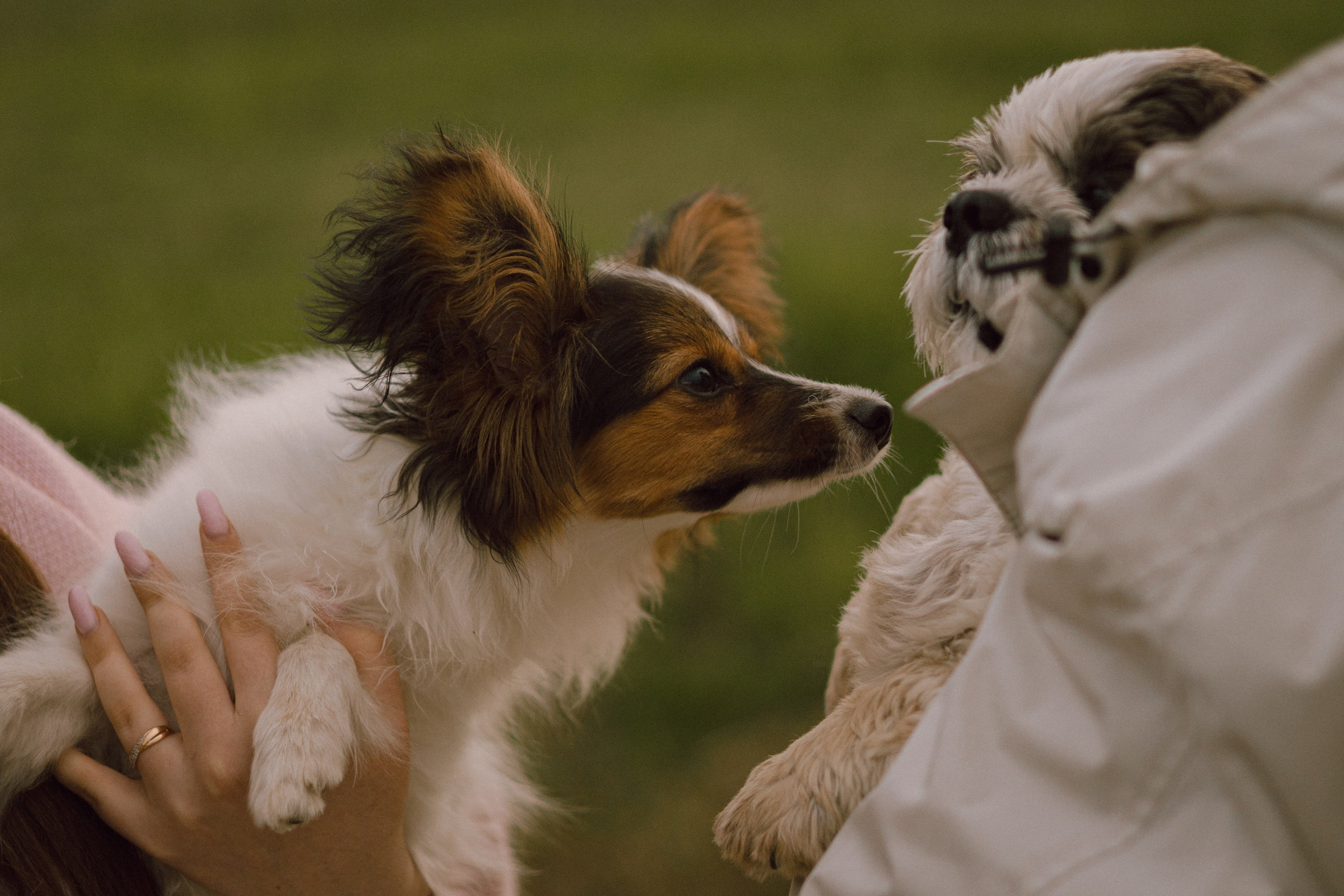 Вика и Бруни. Фотограф — анималист •love-story•|Санкт-Петербург