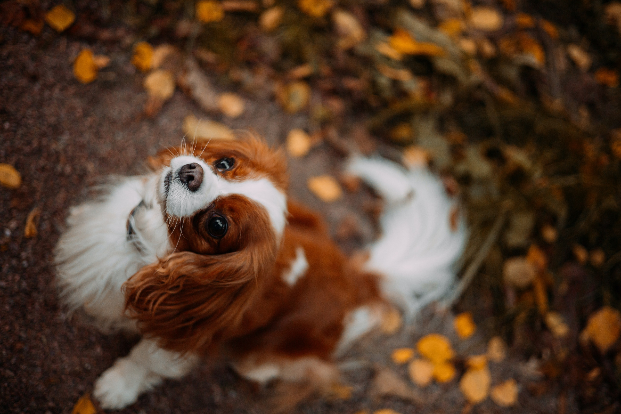 Снежанна и Тесси. Фотограф — анималист •love-story•|Санкт-Петербург