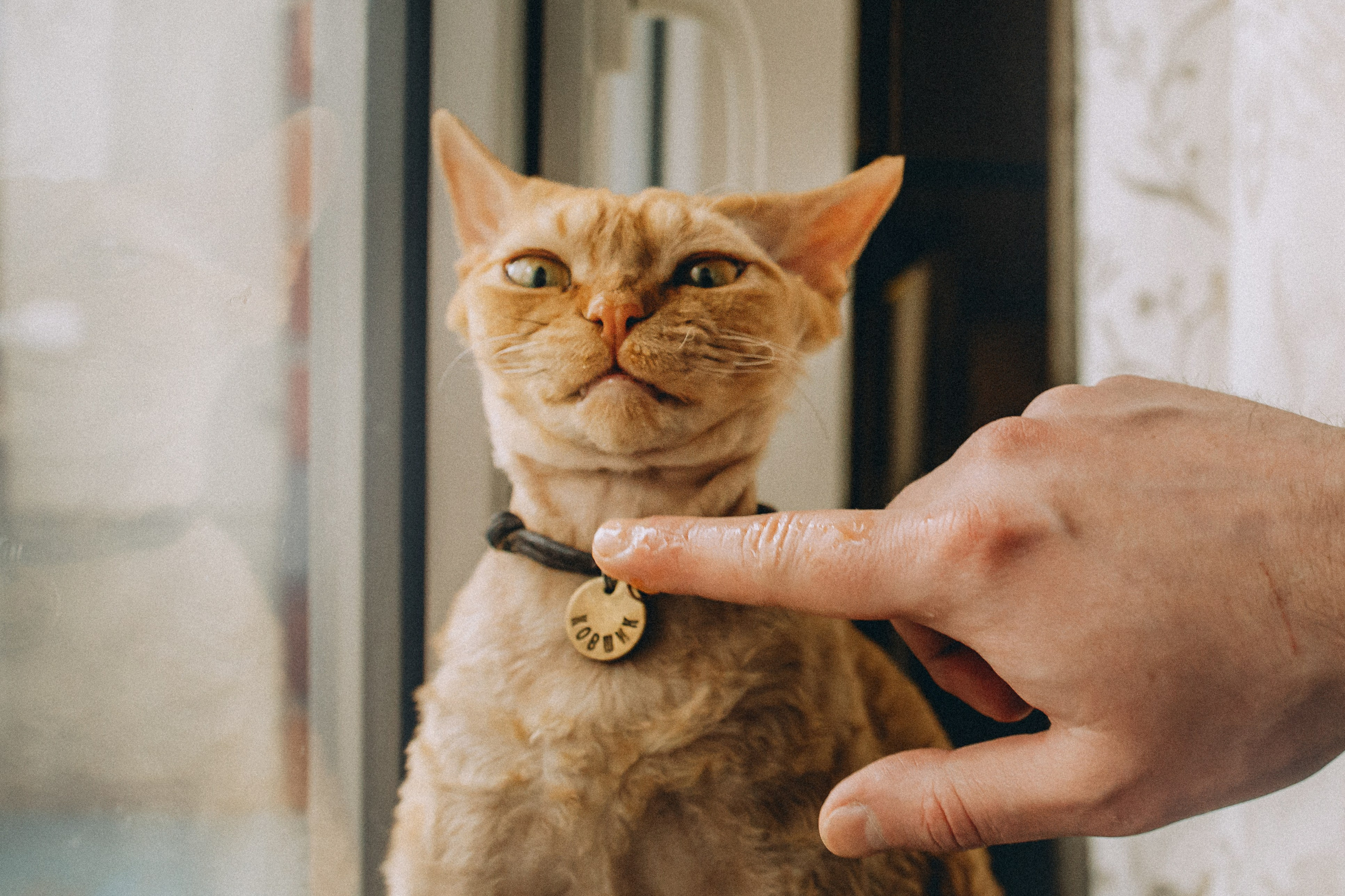 Гречка, Ковш и их семья