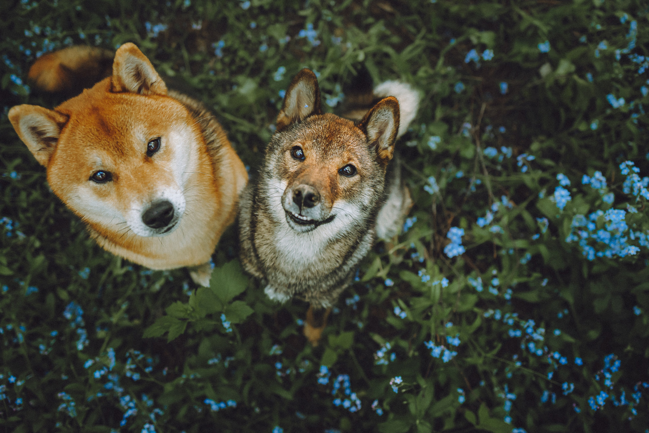 Шед, Цири, Чиби, Цера и их семья