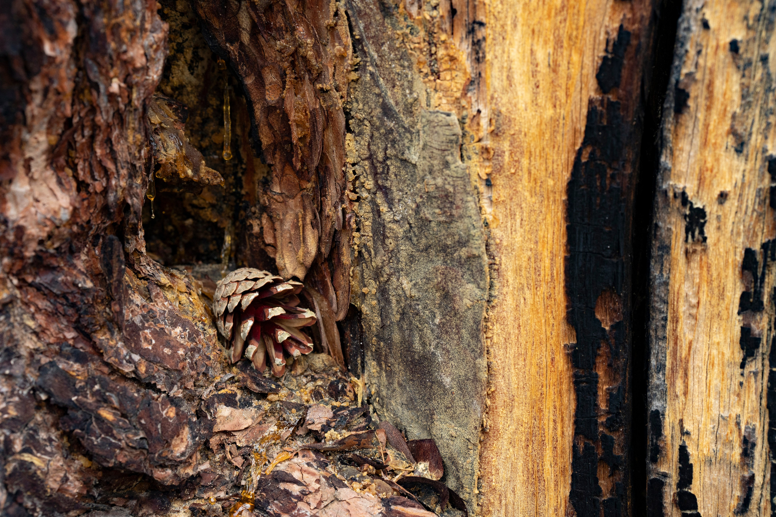 Дерево на Ольхоне