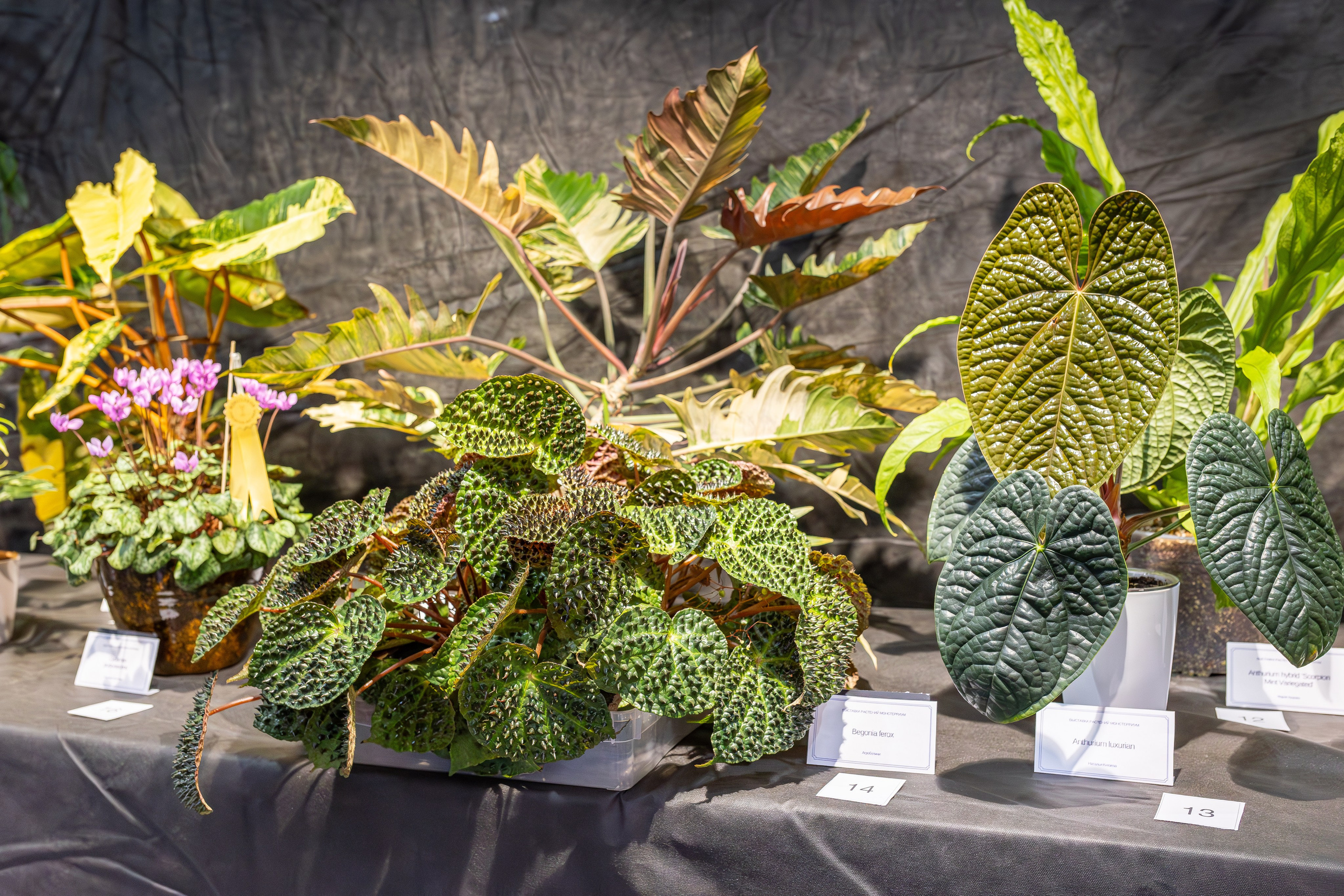 Монстериум апрель 2026. Александра Куликова фотограф, Москва