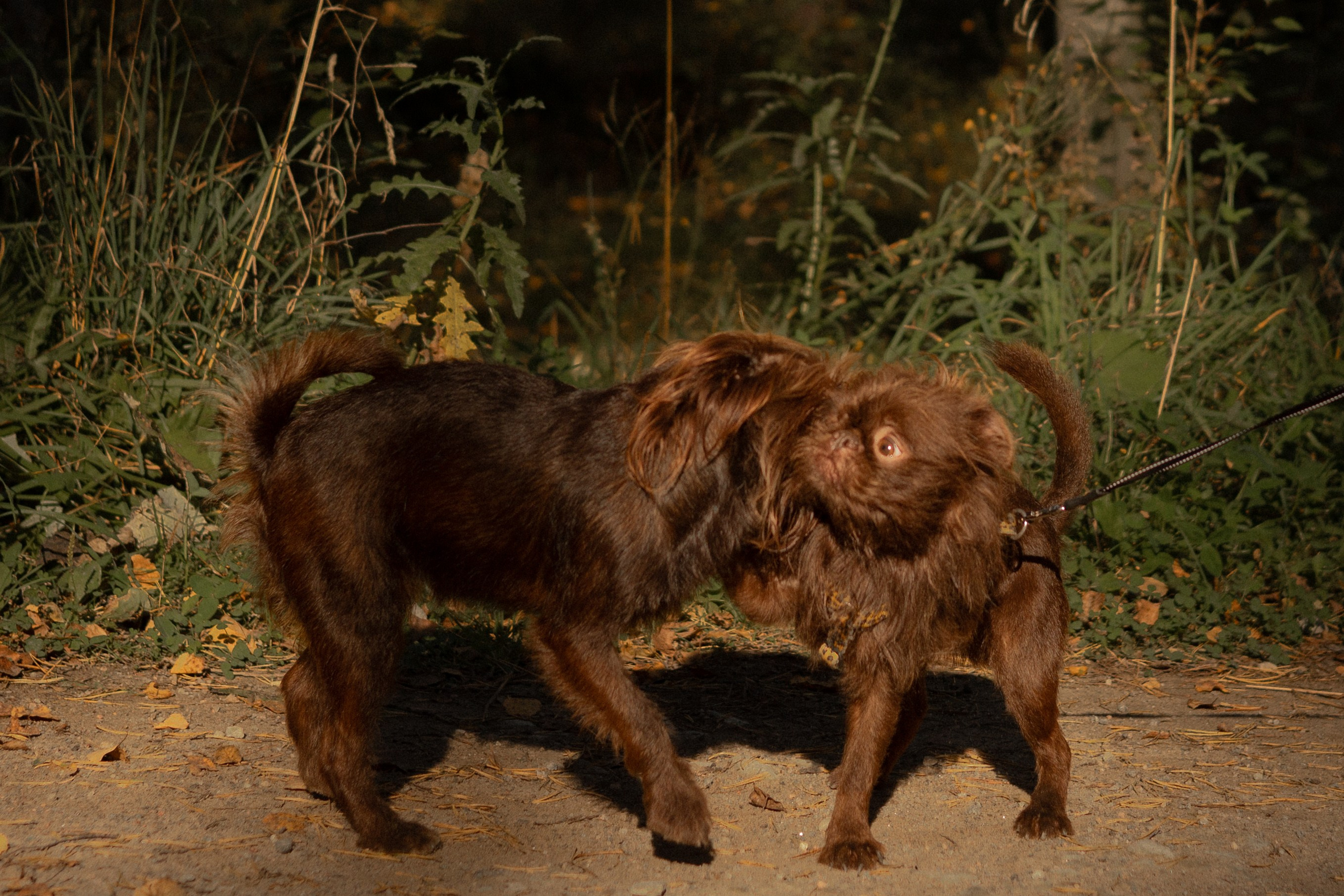 Катерина & Лунка. Фотограф — анималист •love-story•|Санкт-Петербург