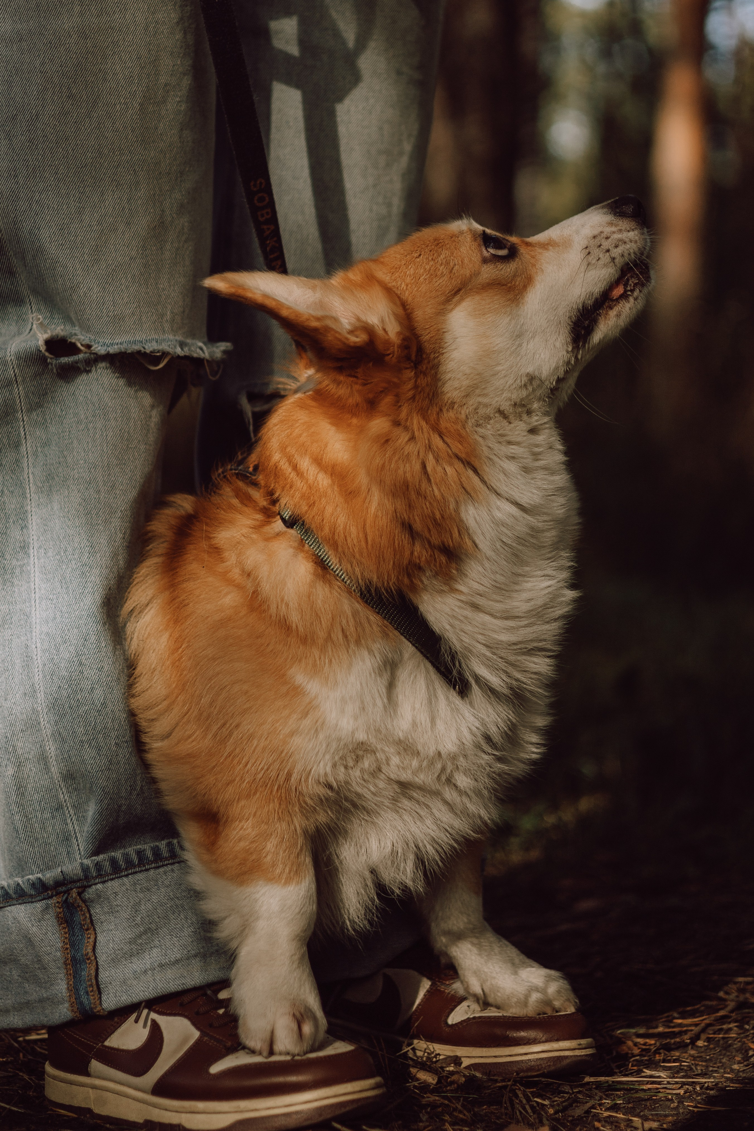 Мари & Йосик. Фотограф — анималист •love-story•|Санкт-Петербург