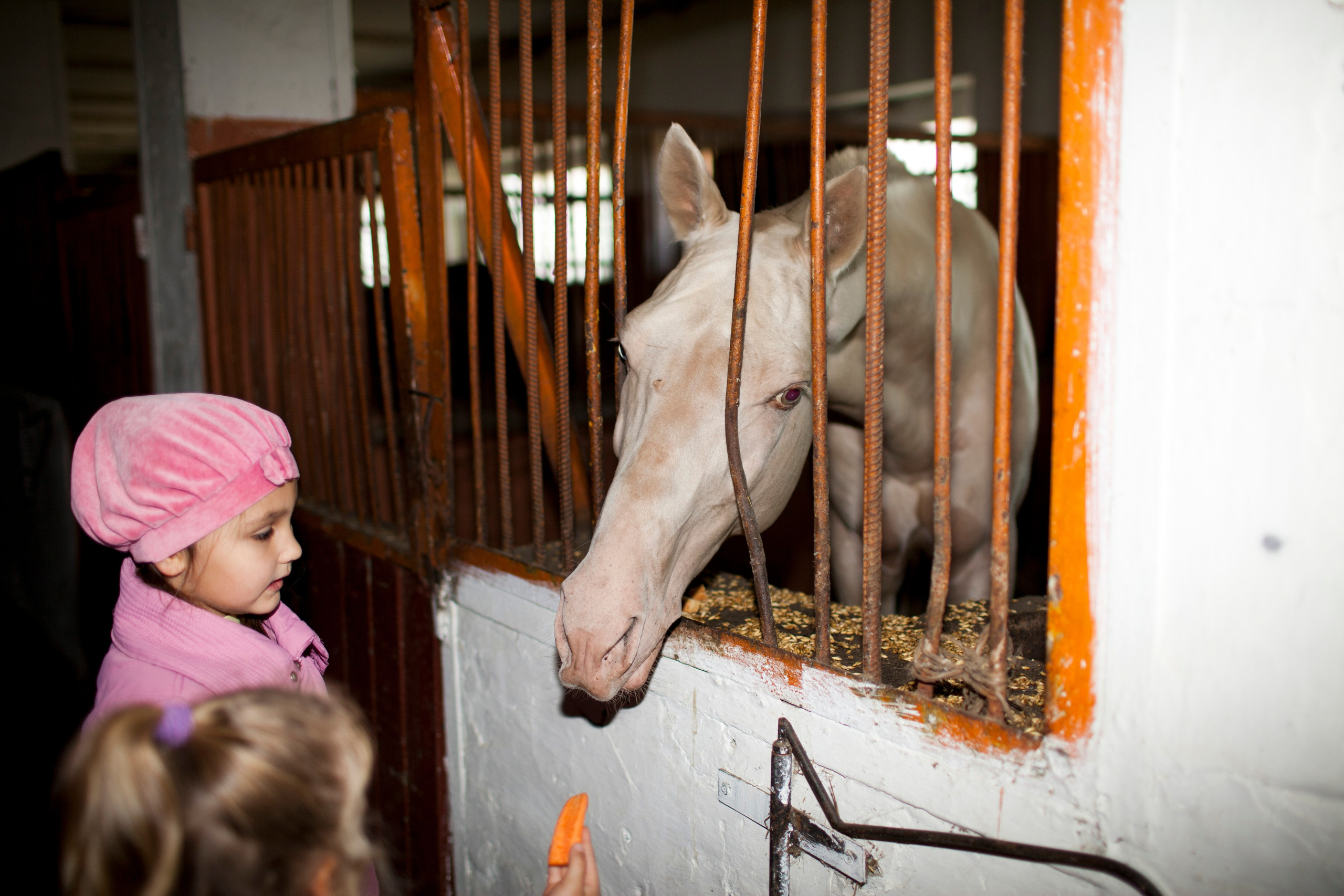 Фотосессия детей с животными. Медиапродюсер, фотограф в Минеральных Водах —Виктор Холодов