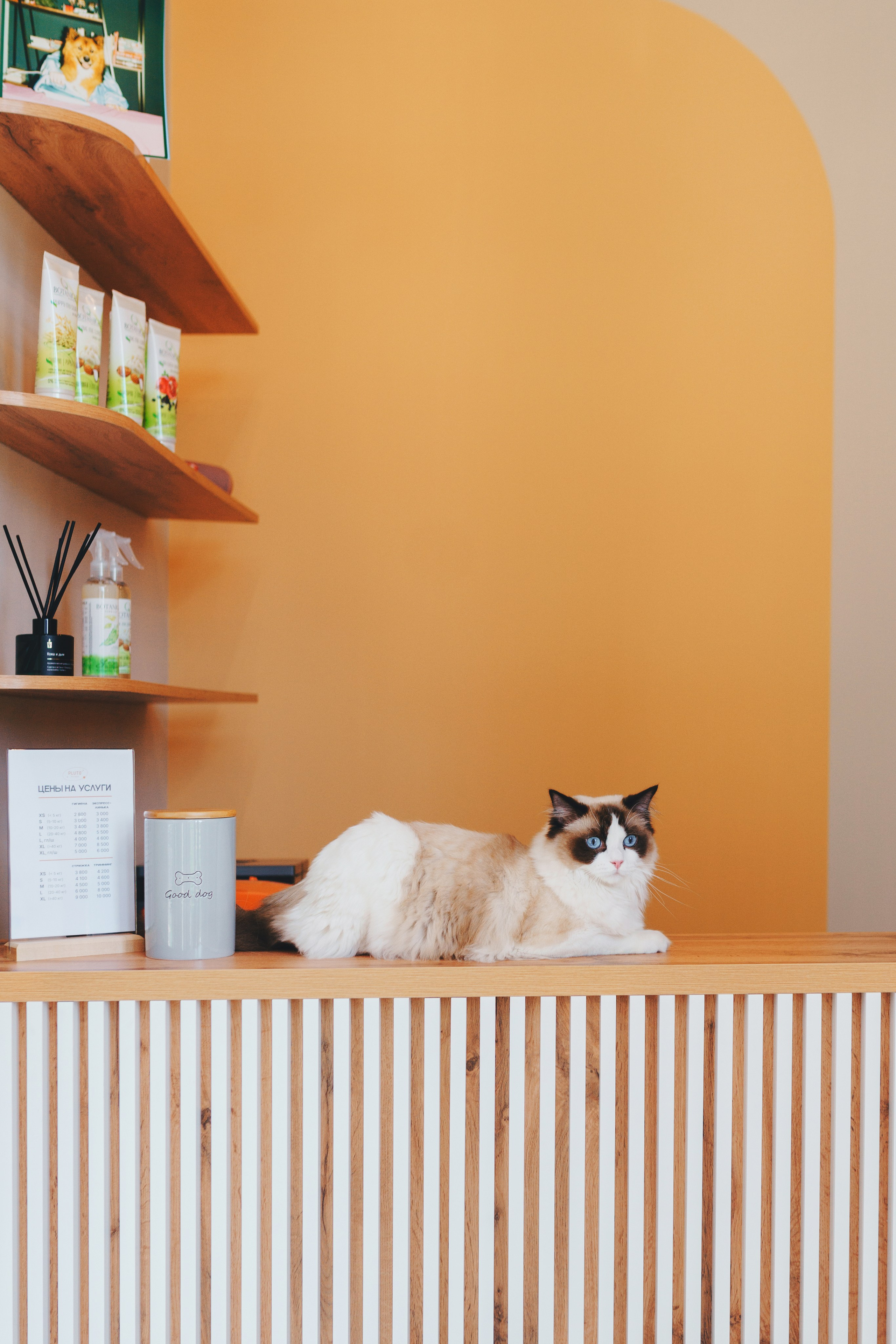 Груминг-салон. Фотограф анималист Осипчикова Мария