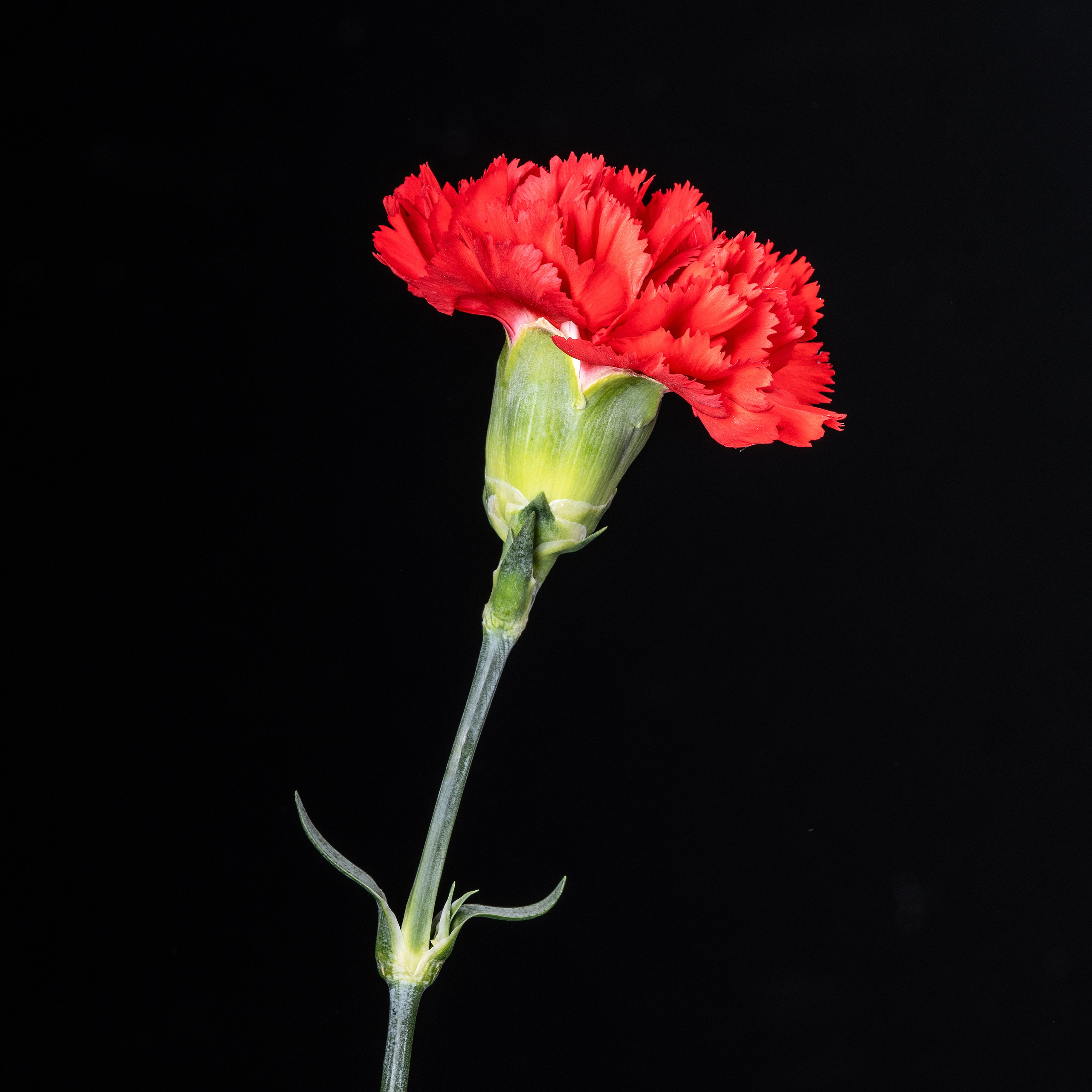 Цветопись 2024. Яна Каменская