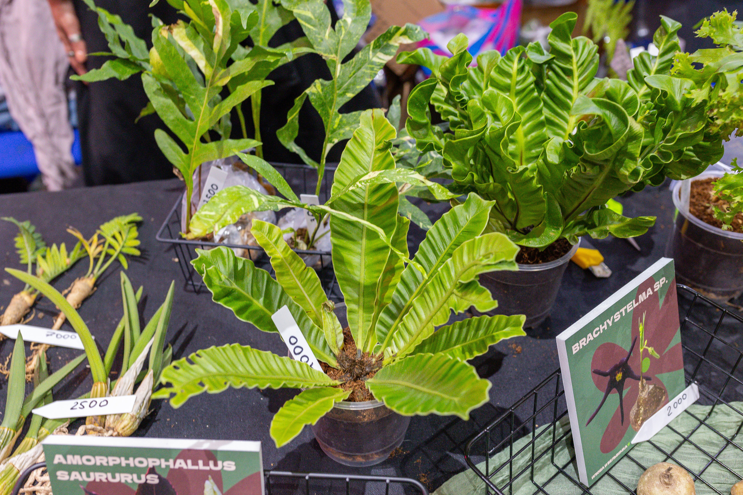 Монстериум 11–12 октября. Александра Куликова фотограф, Москва