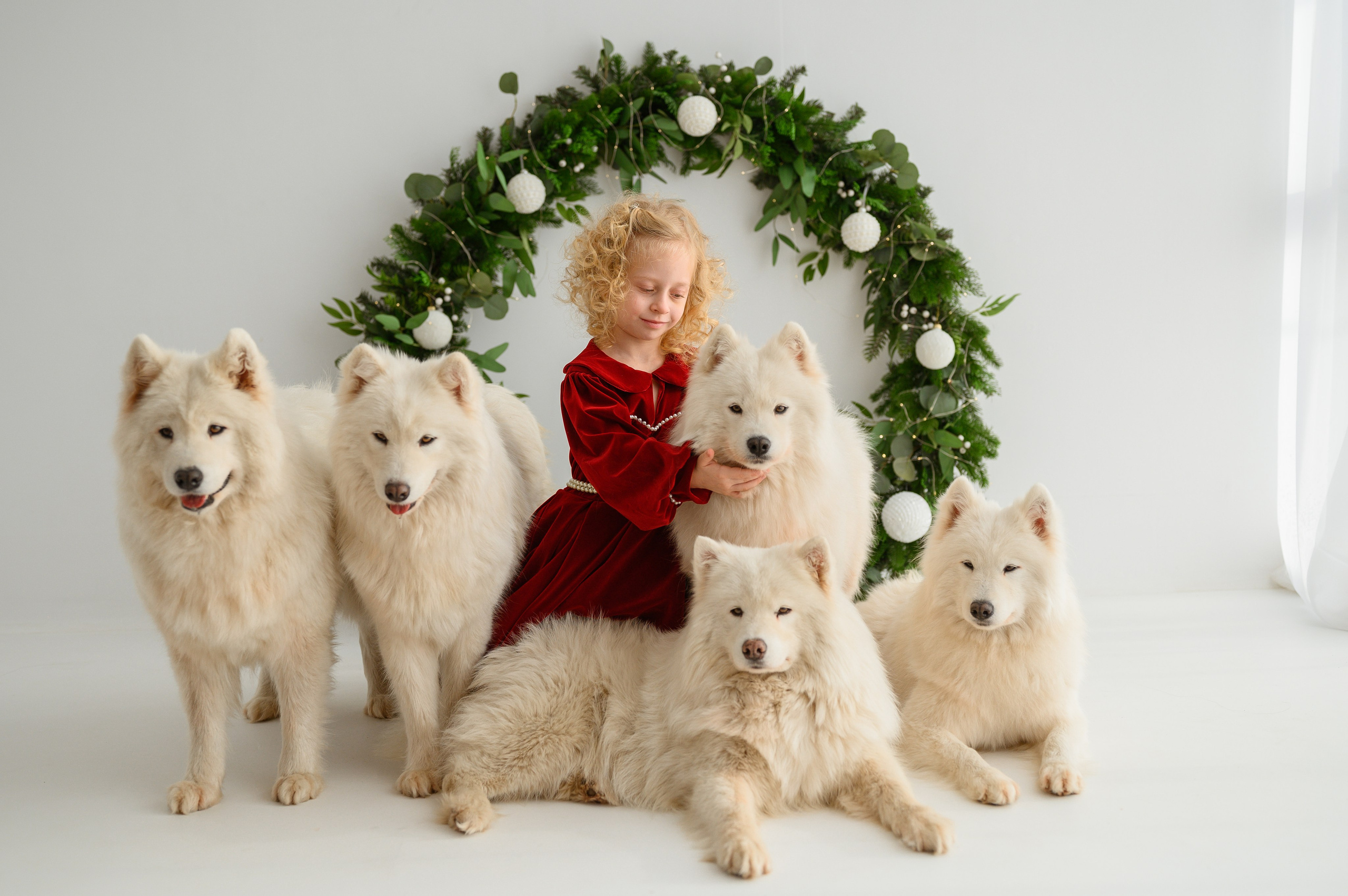 Лизонька и самоеды. Детский и семейный фотограф Ирина Гладких