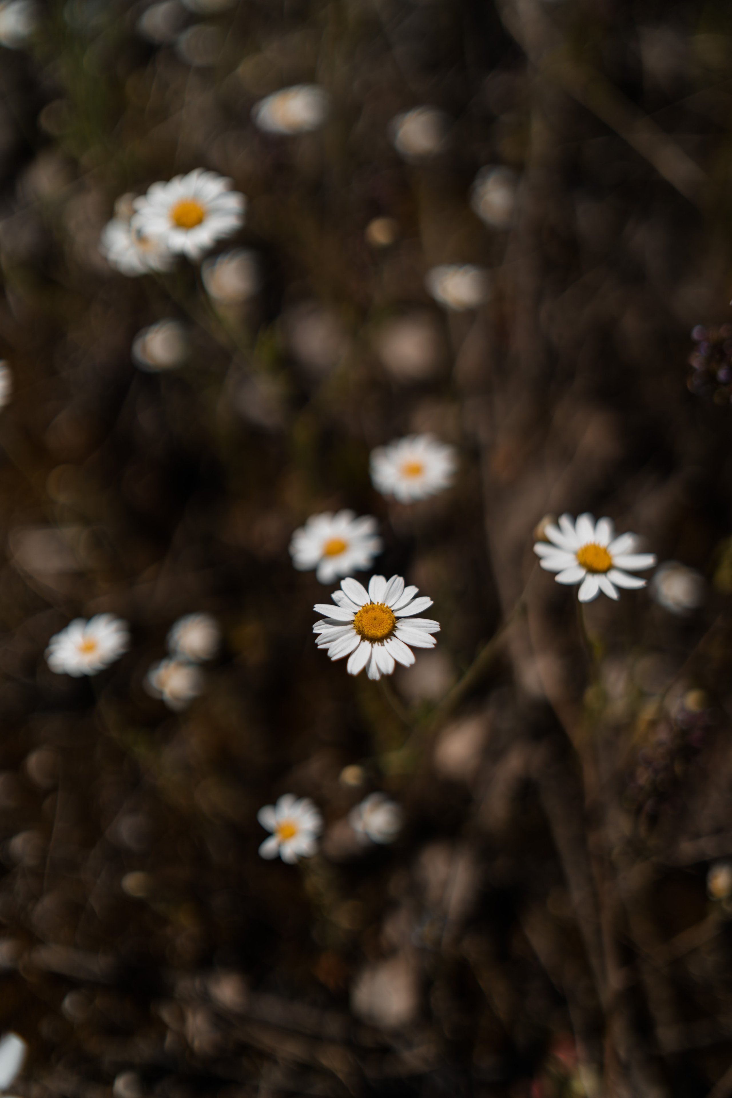 Индивидуальные. Свадебный Фотограф в Коломне и Москве Николай Максименко