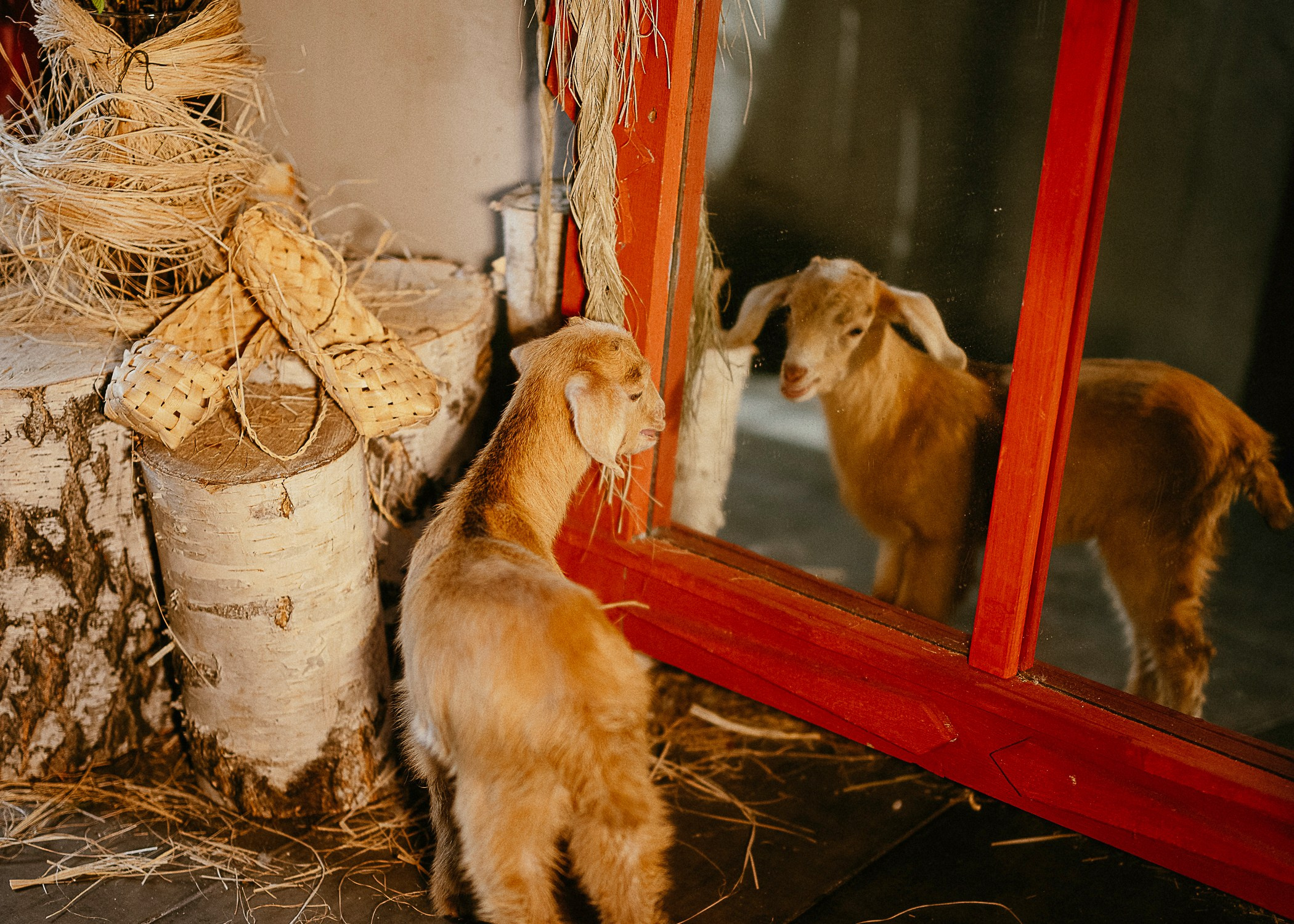 Фотостудия Зачарованный сад в Екатеринбурге — Студия с роялем для незабываемых фотосессий. Фотостудия «Зачарованный Сад» в 20 минутах от центра Екатеринбурга