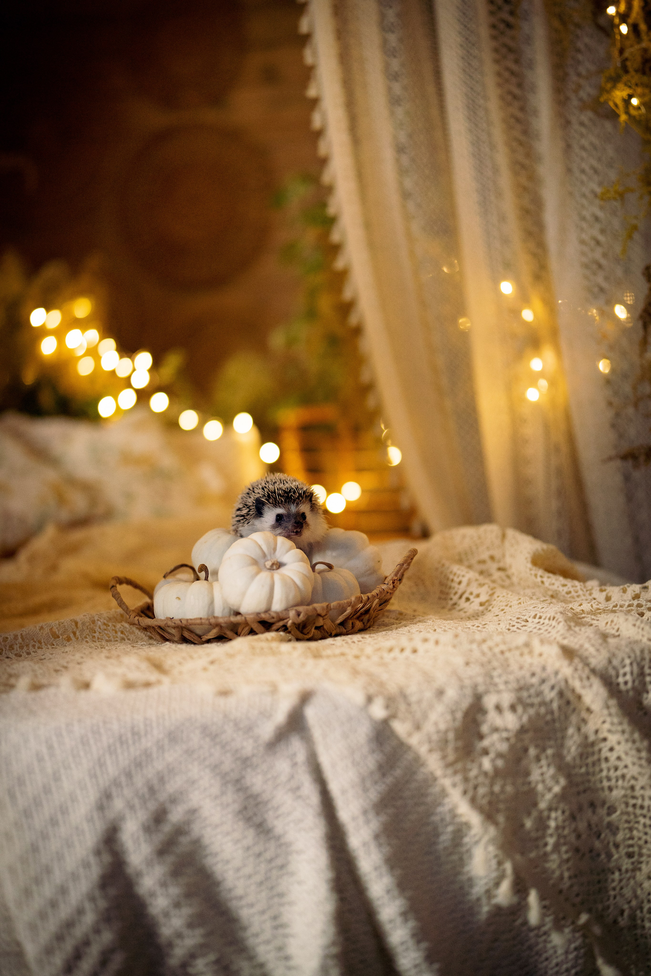 Теплые лапы осени. Ваш фотограф Tetiana Kolos, найду самый удачный ракурс и словлю момент