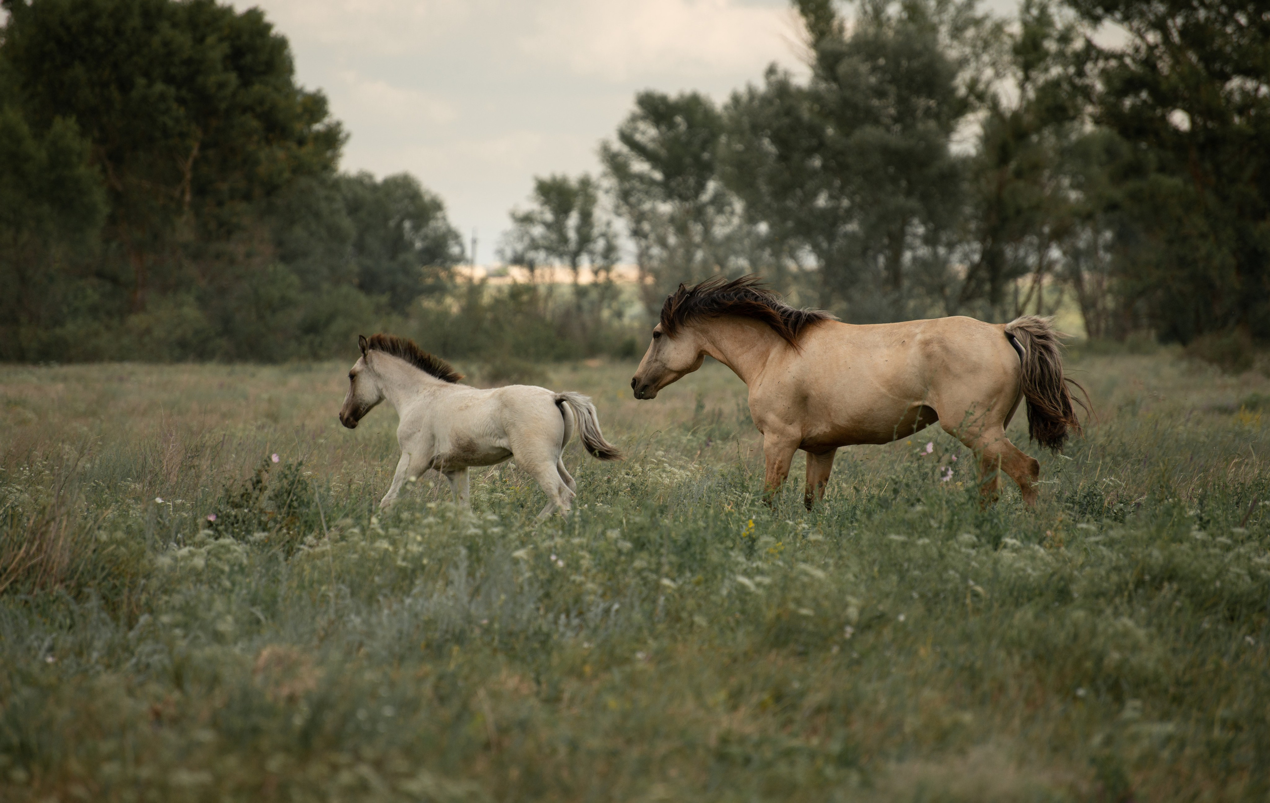 Купала в Родославном. Конный фотограф в Саратове Юлия Иванова
