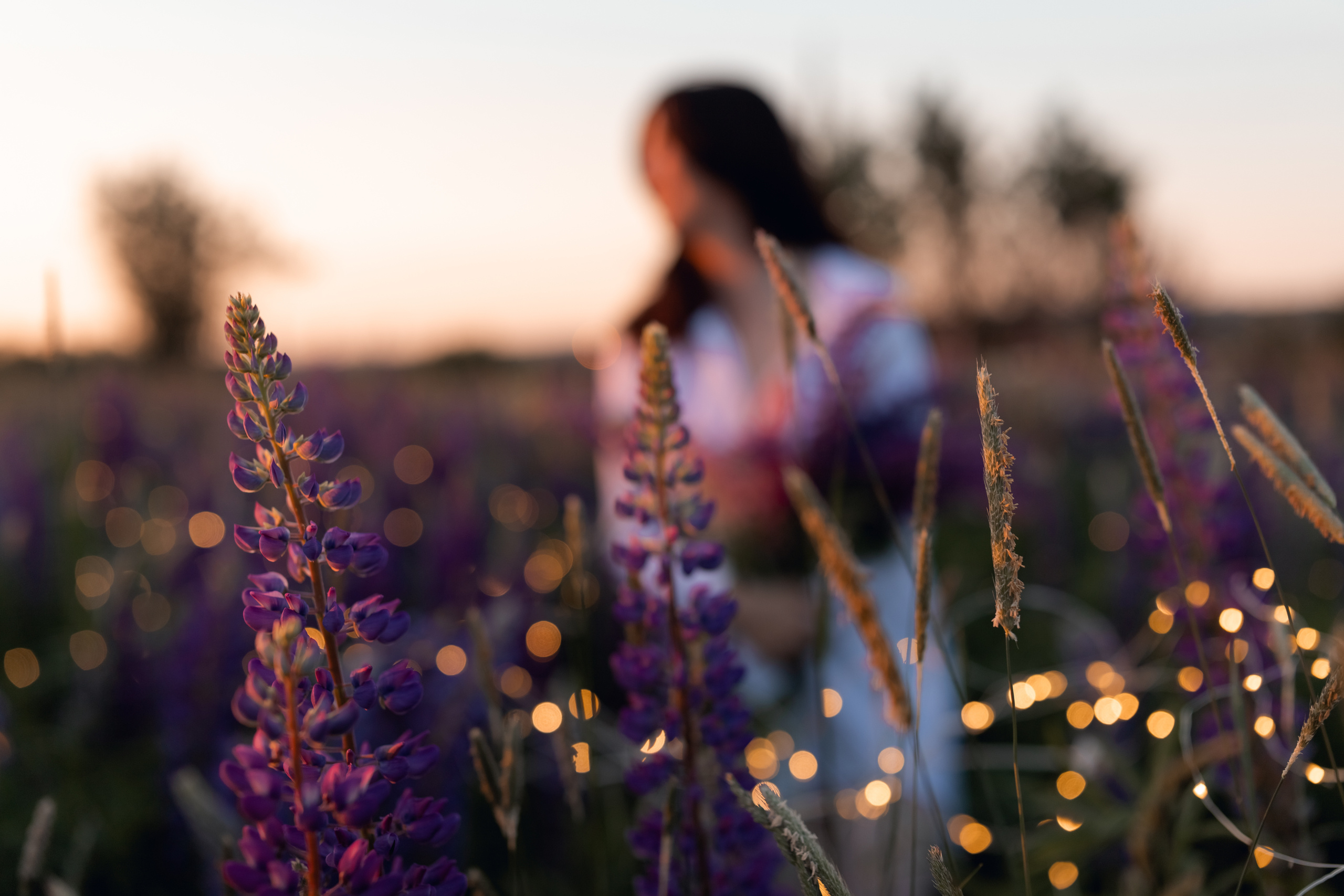 Люпины. Катерина Растокина фотограф в Санкт-Петербурге
