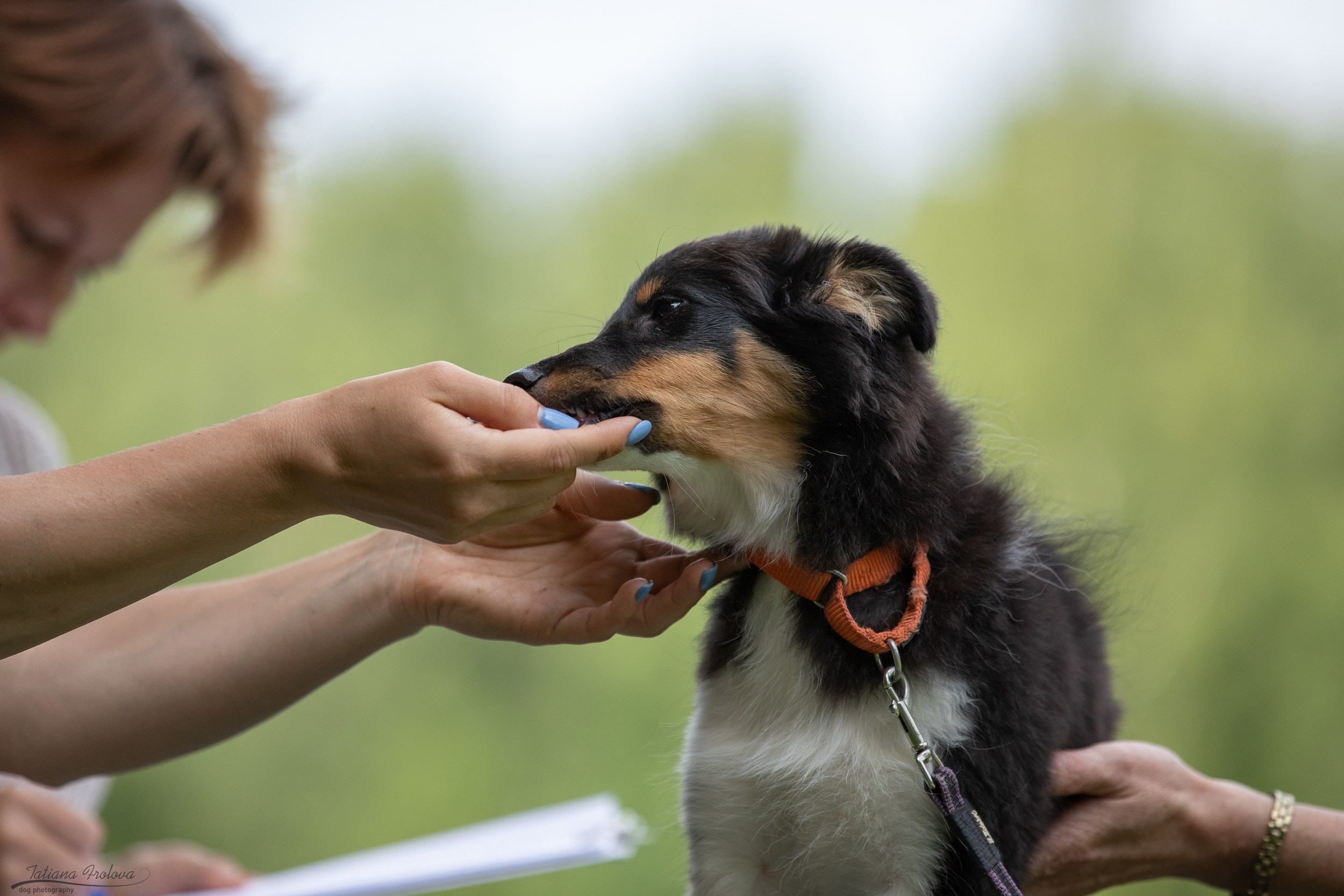 Репортаж с выводки молодняка колли/шелти в Ясенево. Фотограф-анималист в Москве и Московской области Татьяна Фролова