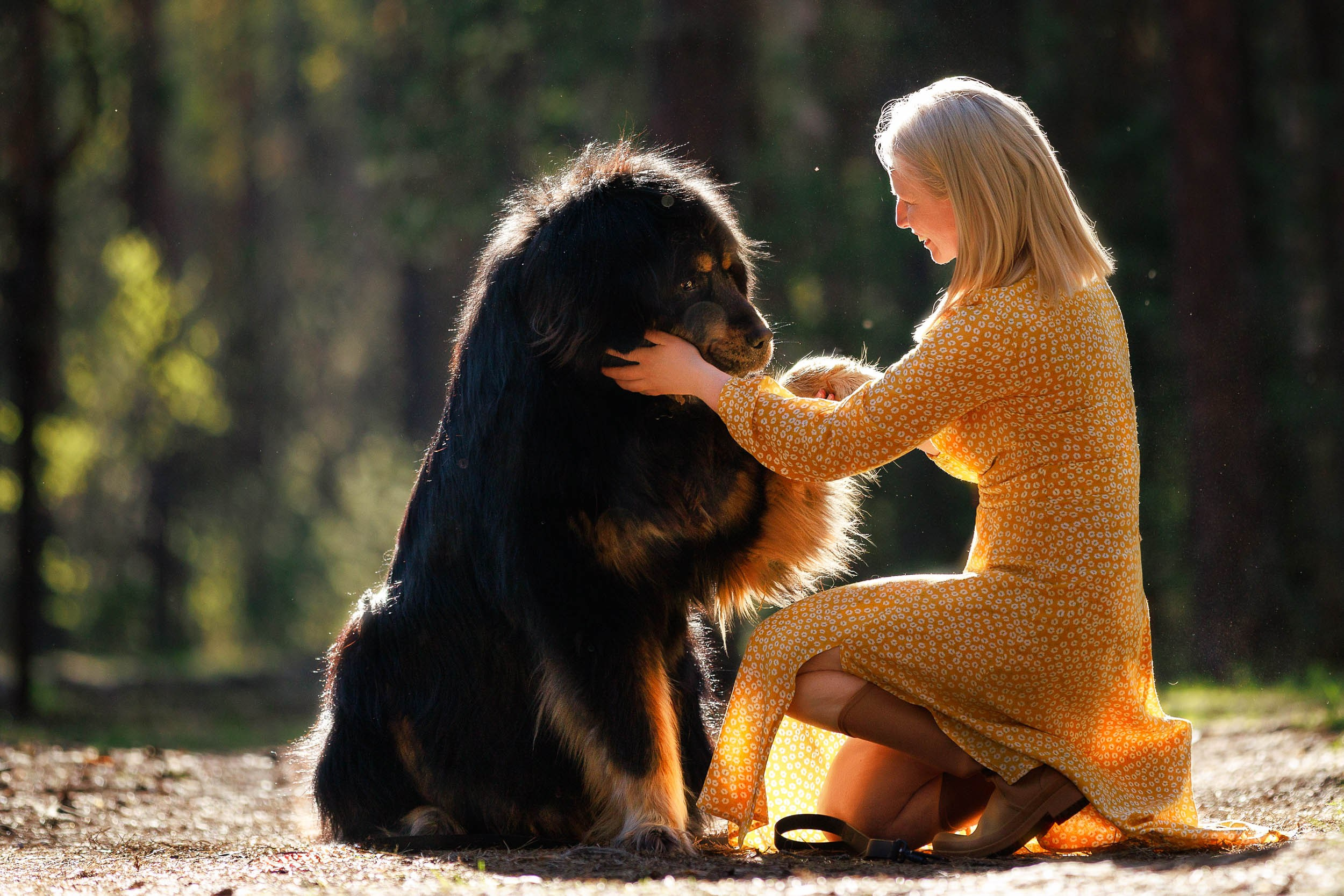 Фотосессия с тибетскими мастифами и бишон фризе. Фотограф-анималист в Москве и Московской области Татьяна Фролова
