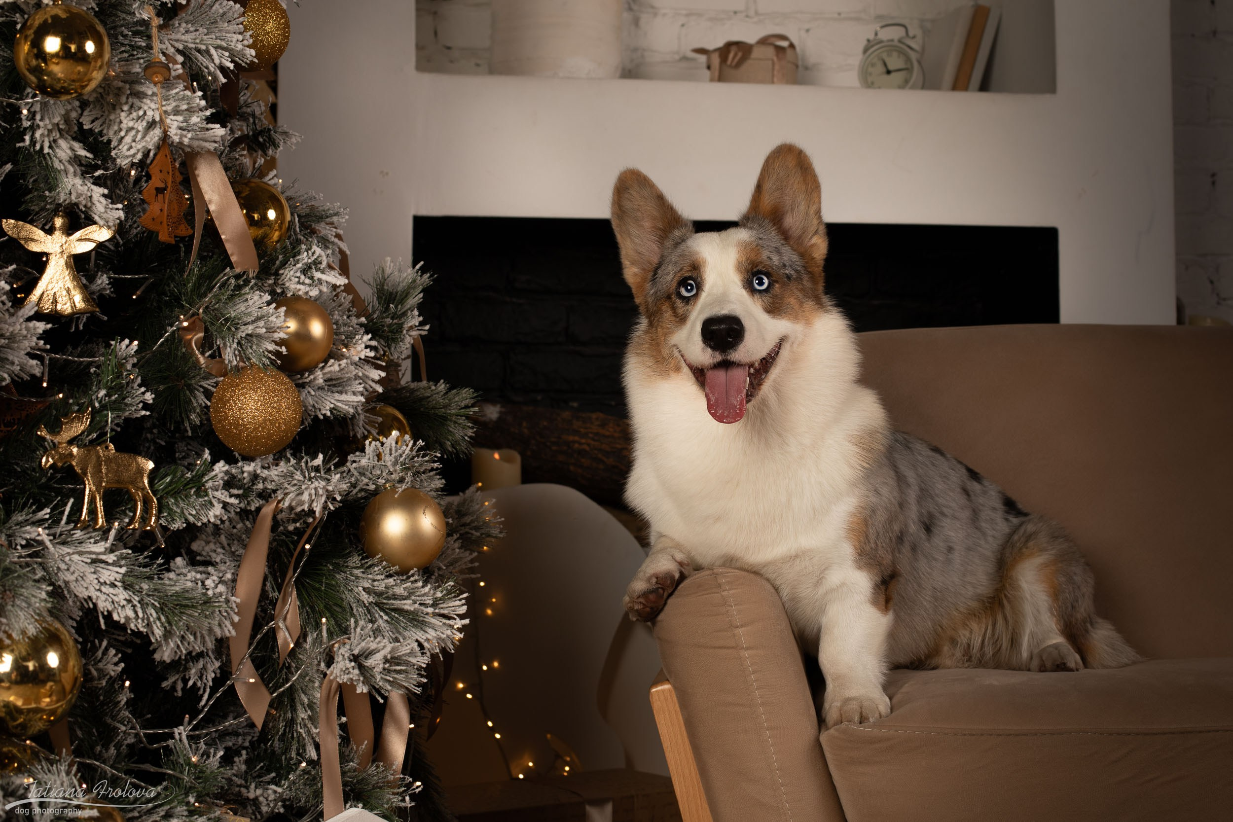 Фотосессия с собаками на новогоднюю тему в студии. Фотограф-анималист в Москве и Московской области Татьяна Фролова