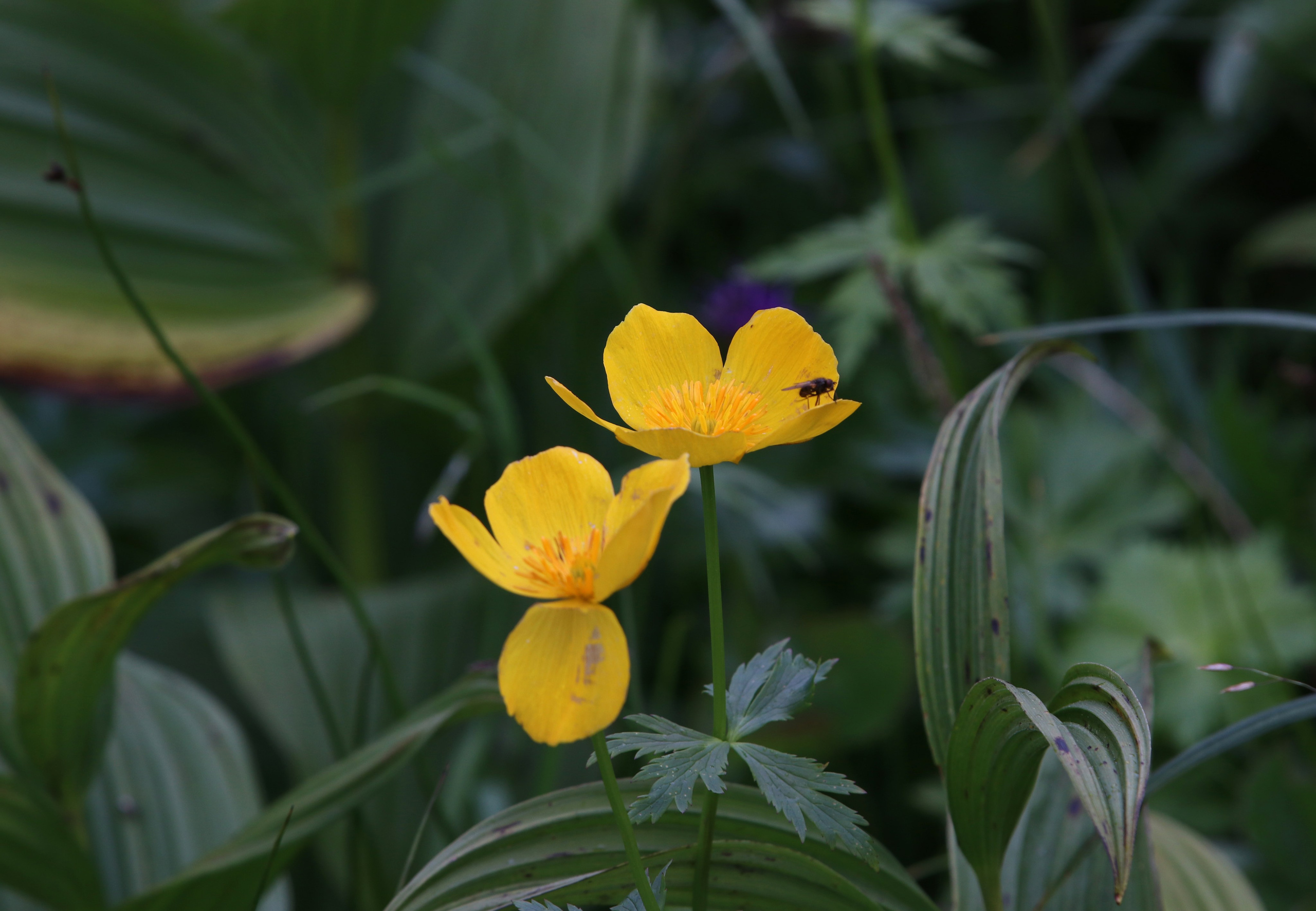 Камчатка и о. Парамушир. Июль 2024. Путешественник-фотограф из Санкт-Петербурга Татьяна Свистулина