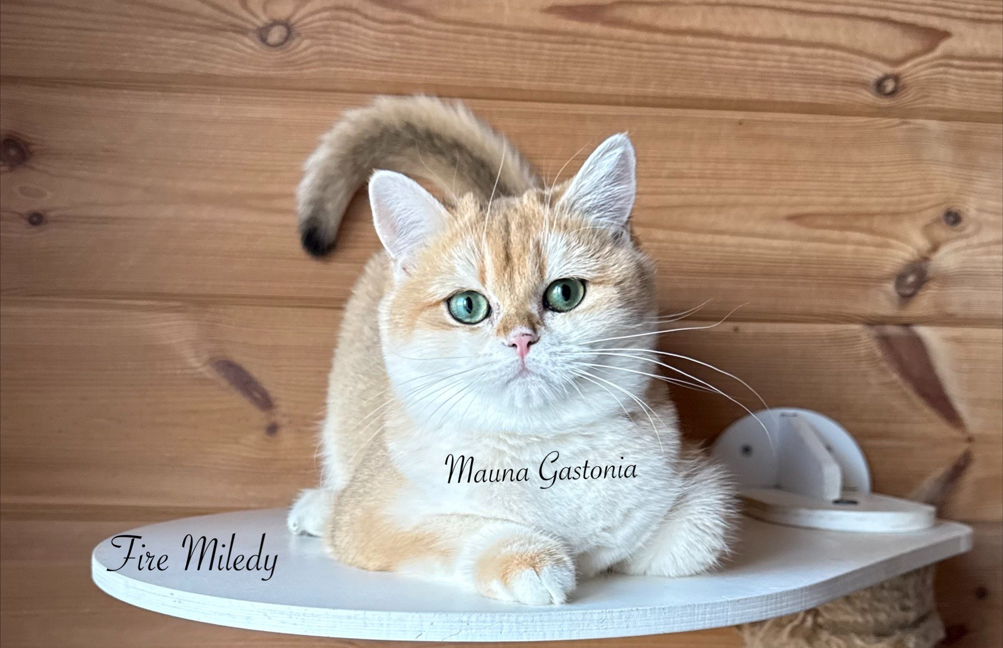 Fire Miledy. Mauna Gastonia