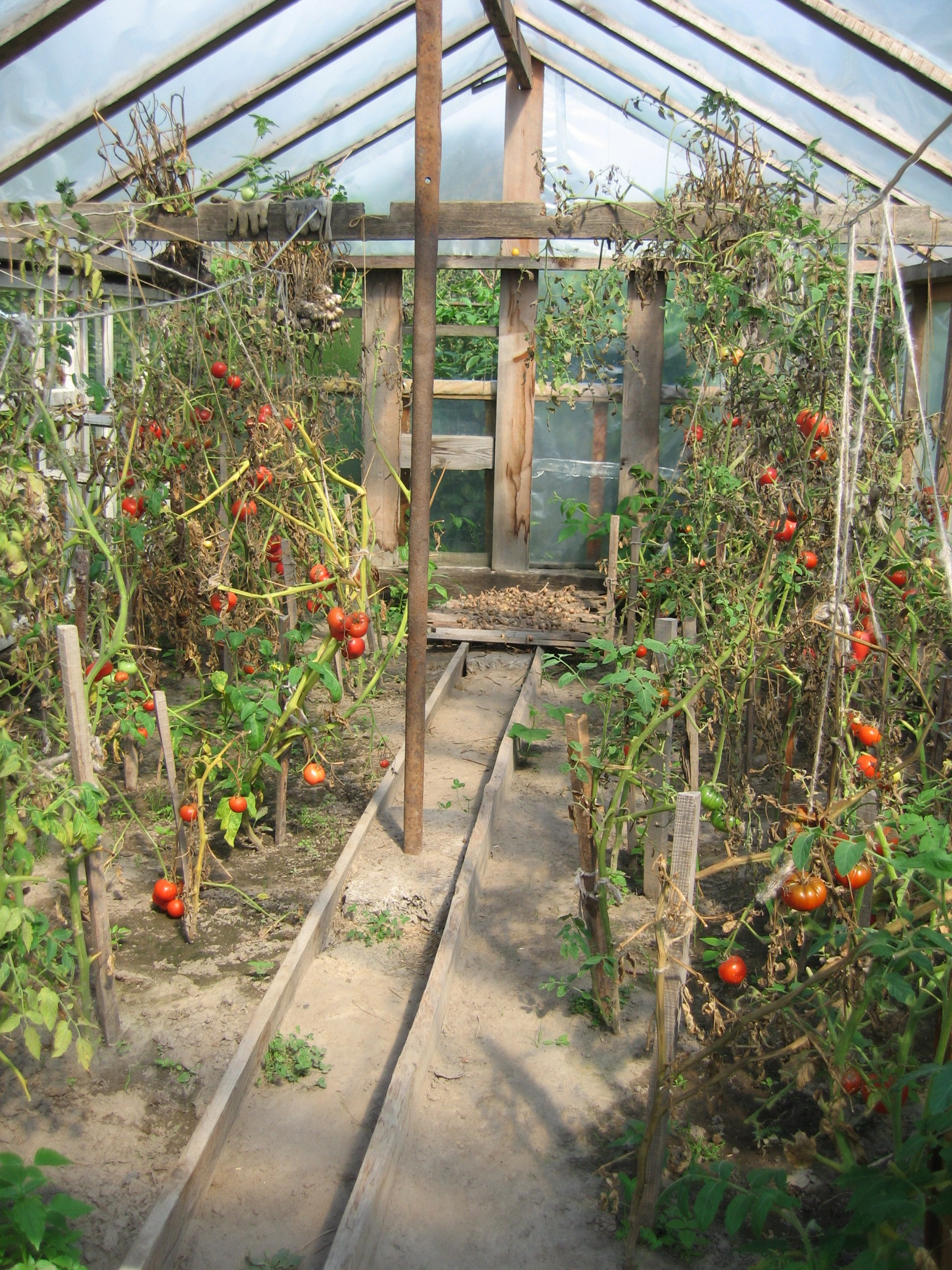 Теплица с деревянными опорами и растениями томатов. Видны спелые помидоры и дорожка посередине.
