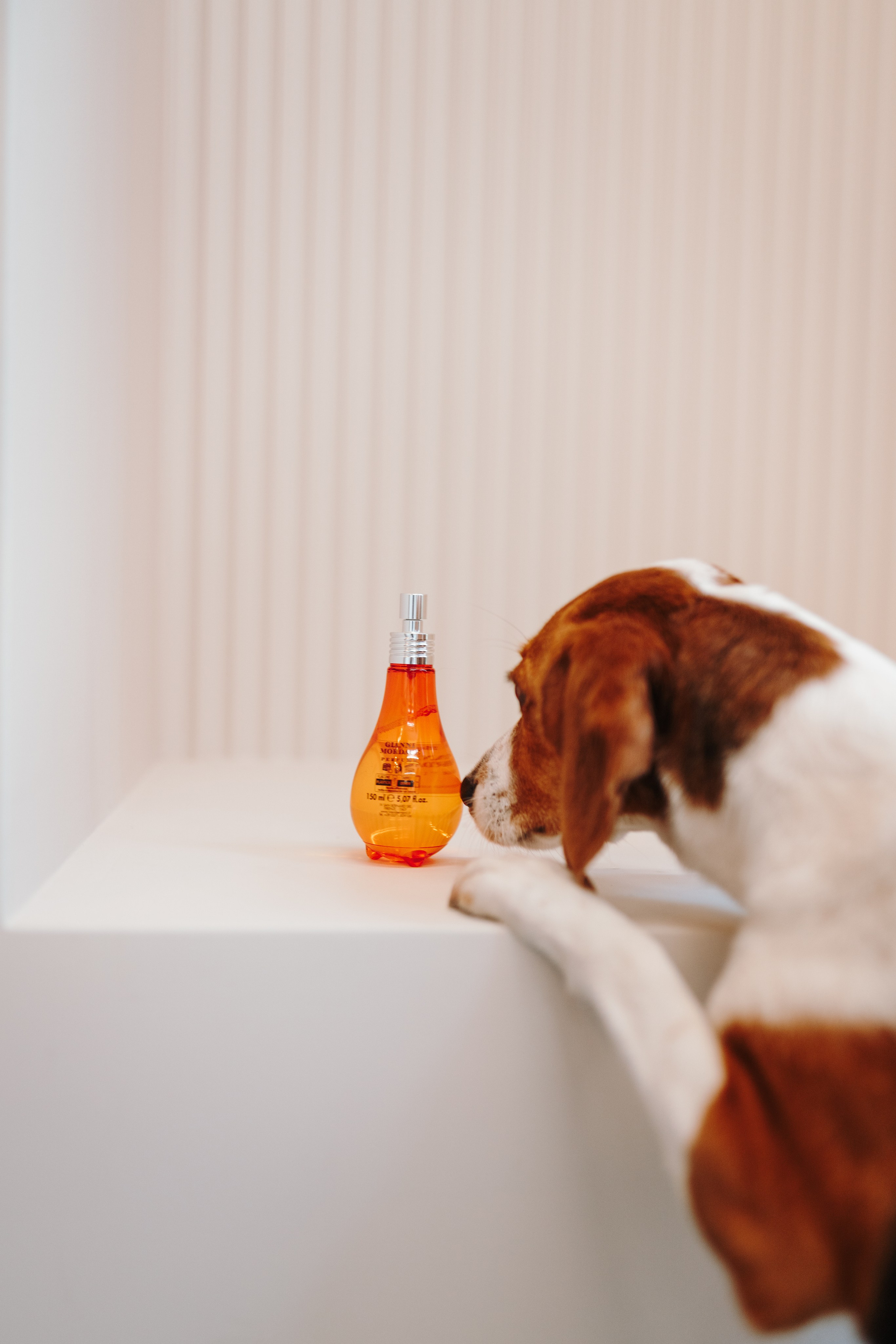 Груминг-салон. Фотограф анималист Осипчикова Мария