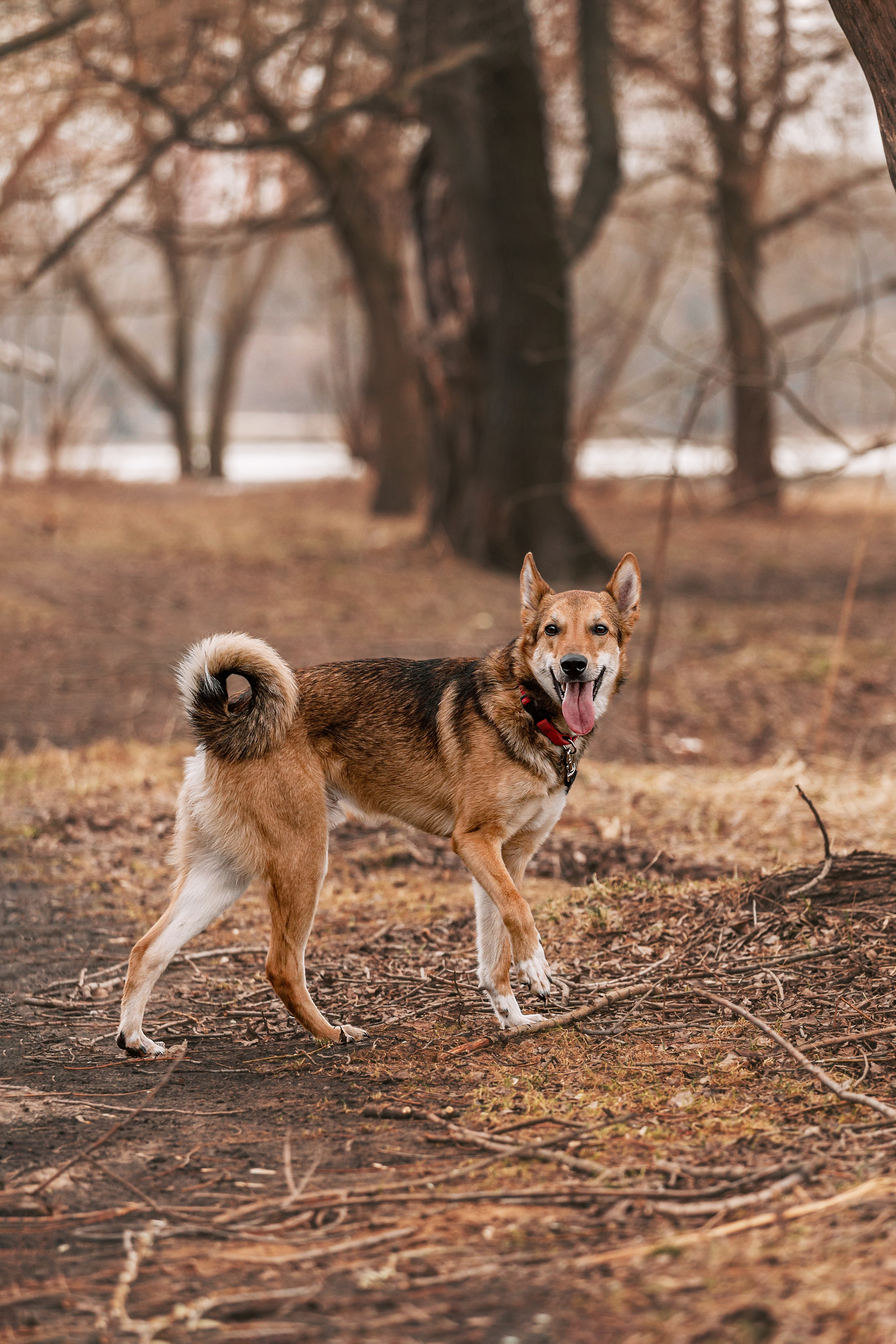 Трэвис и Валли 2024. Фотограф-анималист Татьяна Степанова